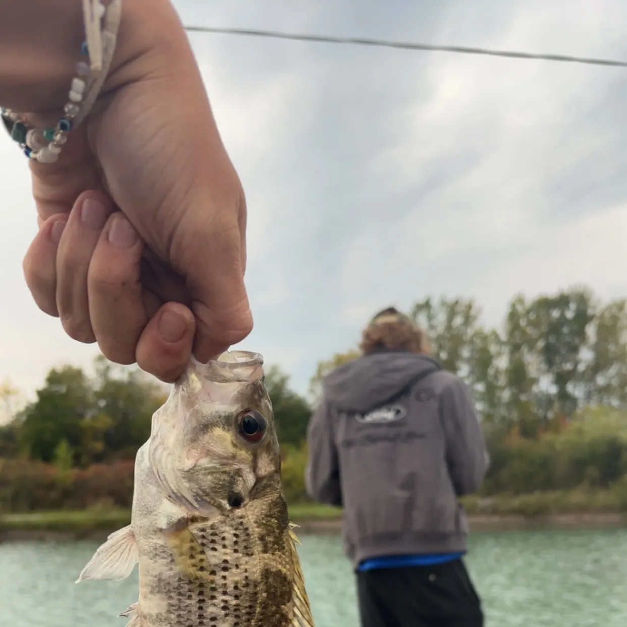 Rock bass caught on Fishbrain