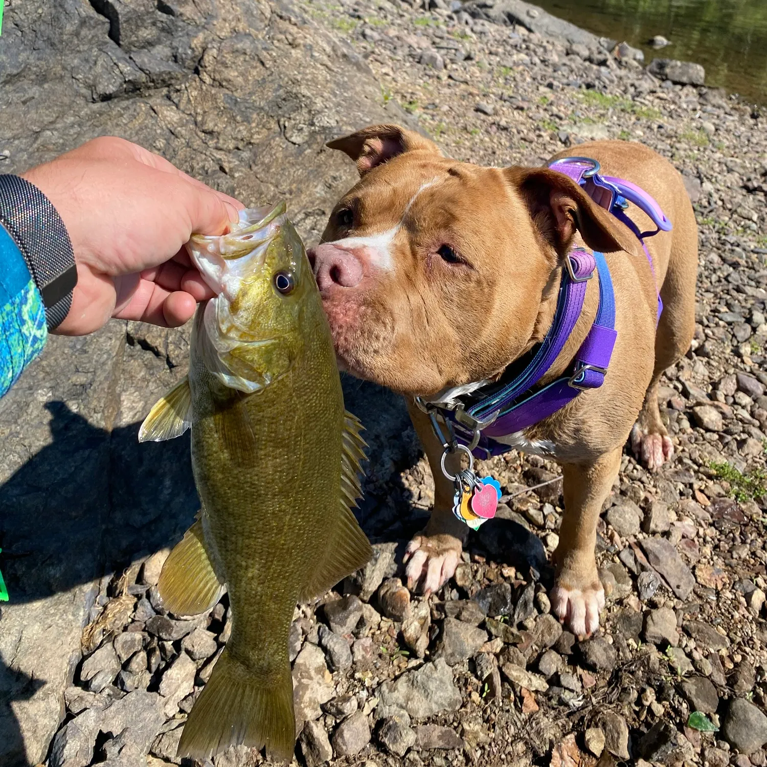 Smallmouth bass caught on Fishbrain
