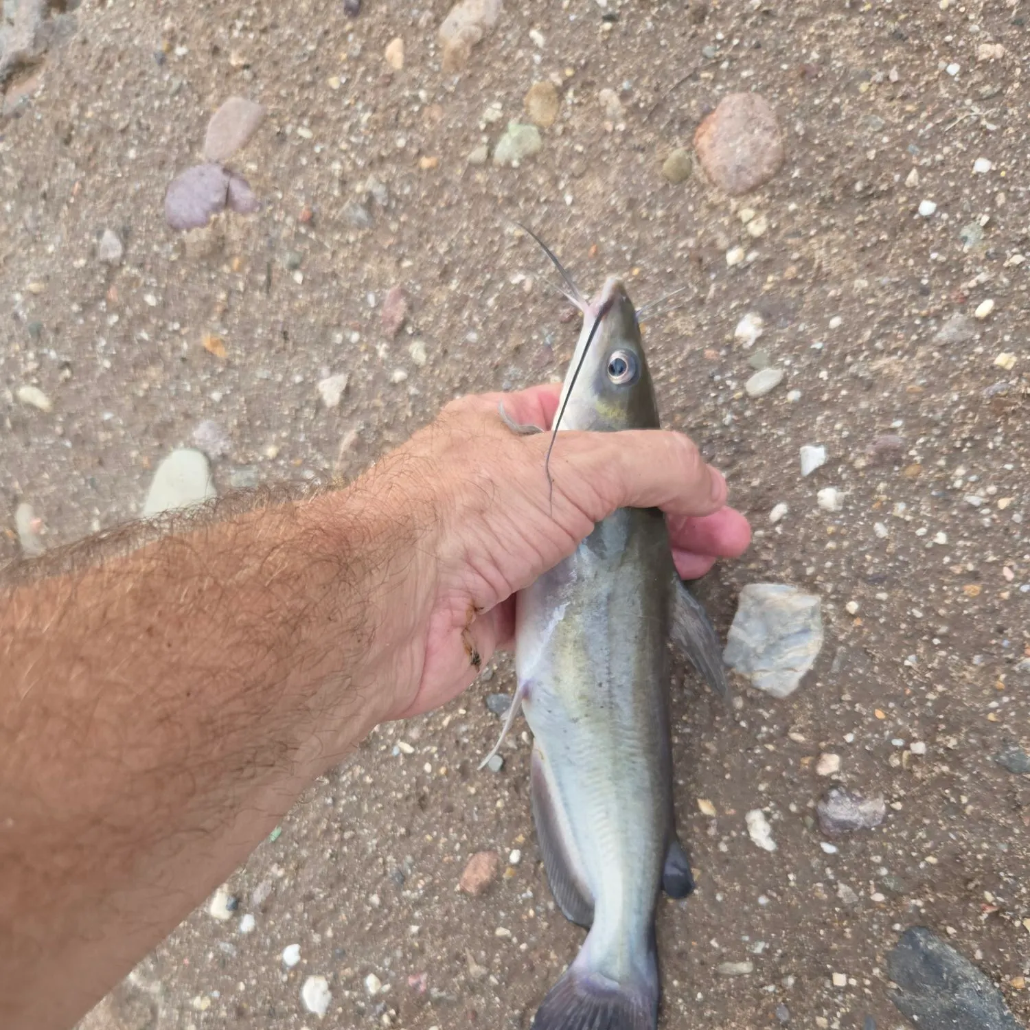 Channel catfish caught on Fishbrain