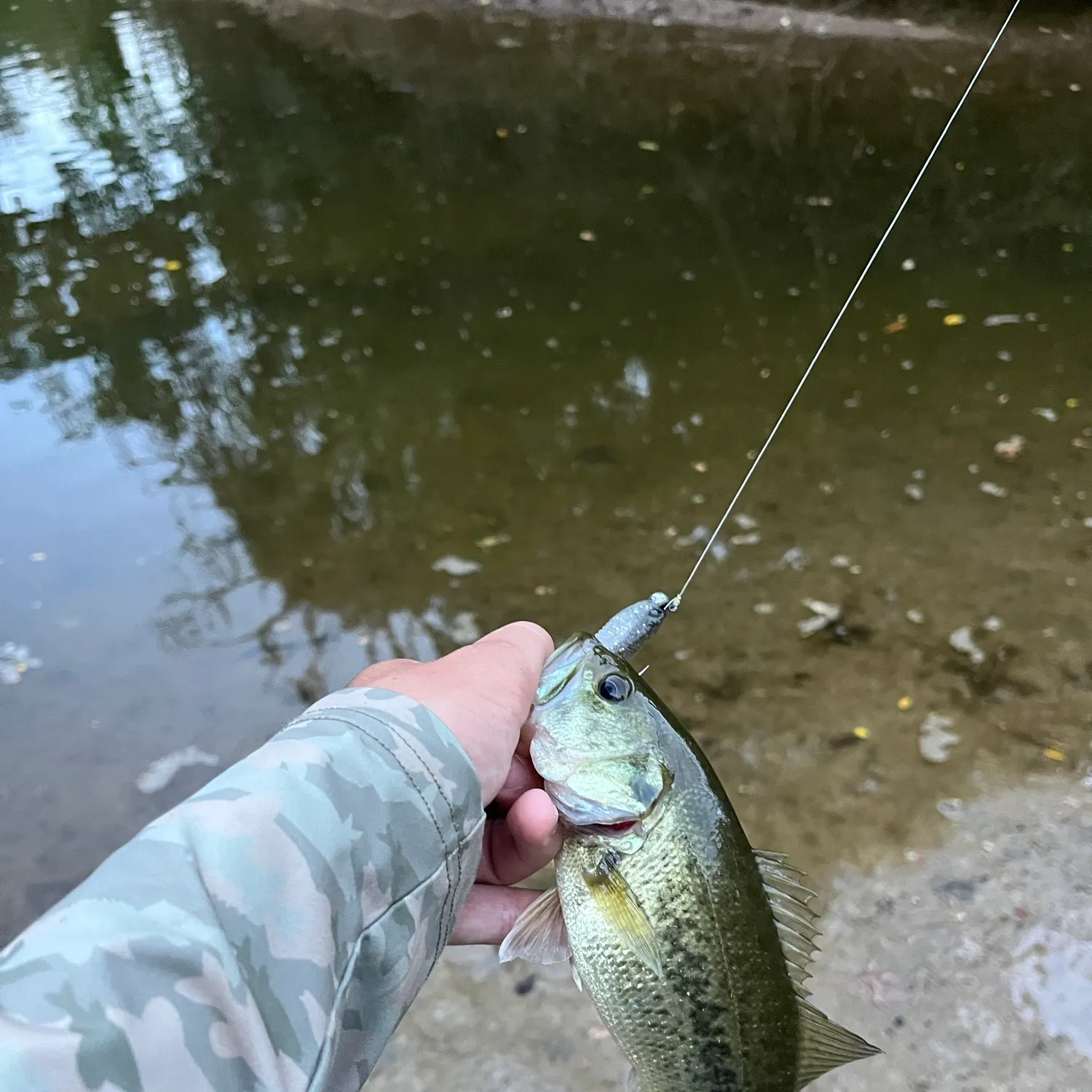 Largemouth bass caught on Fishbrain