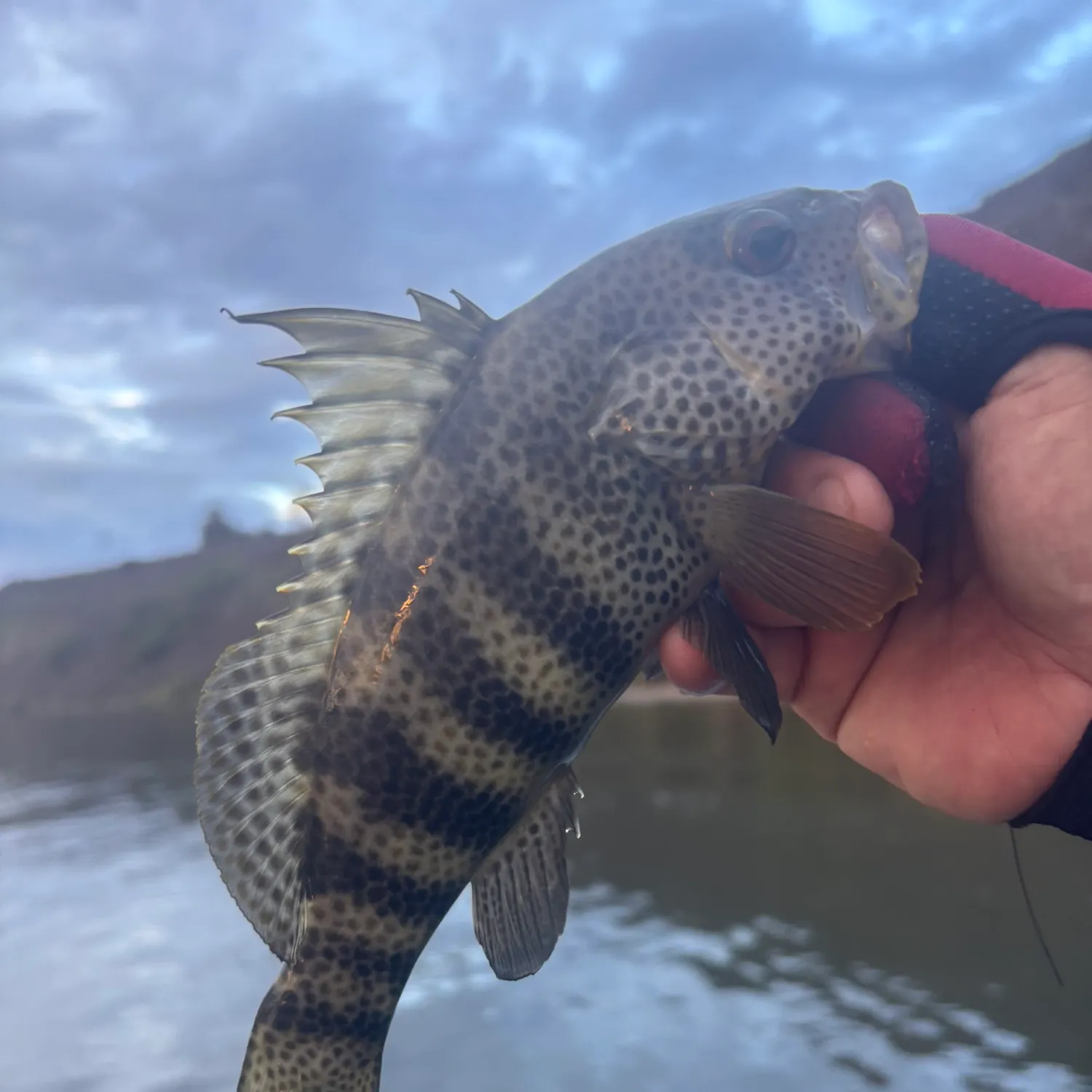 Spotted sand bass caught on Fishbrain