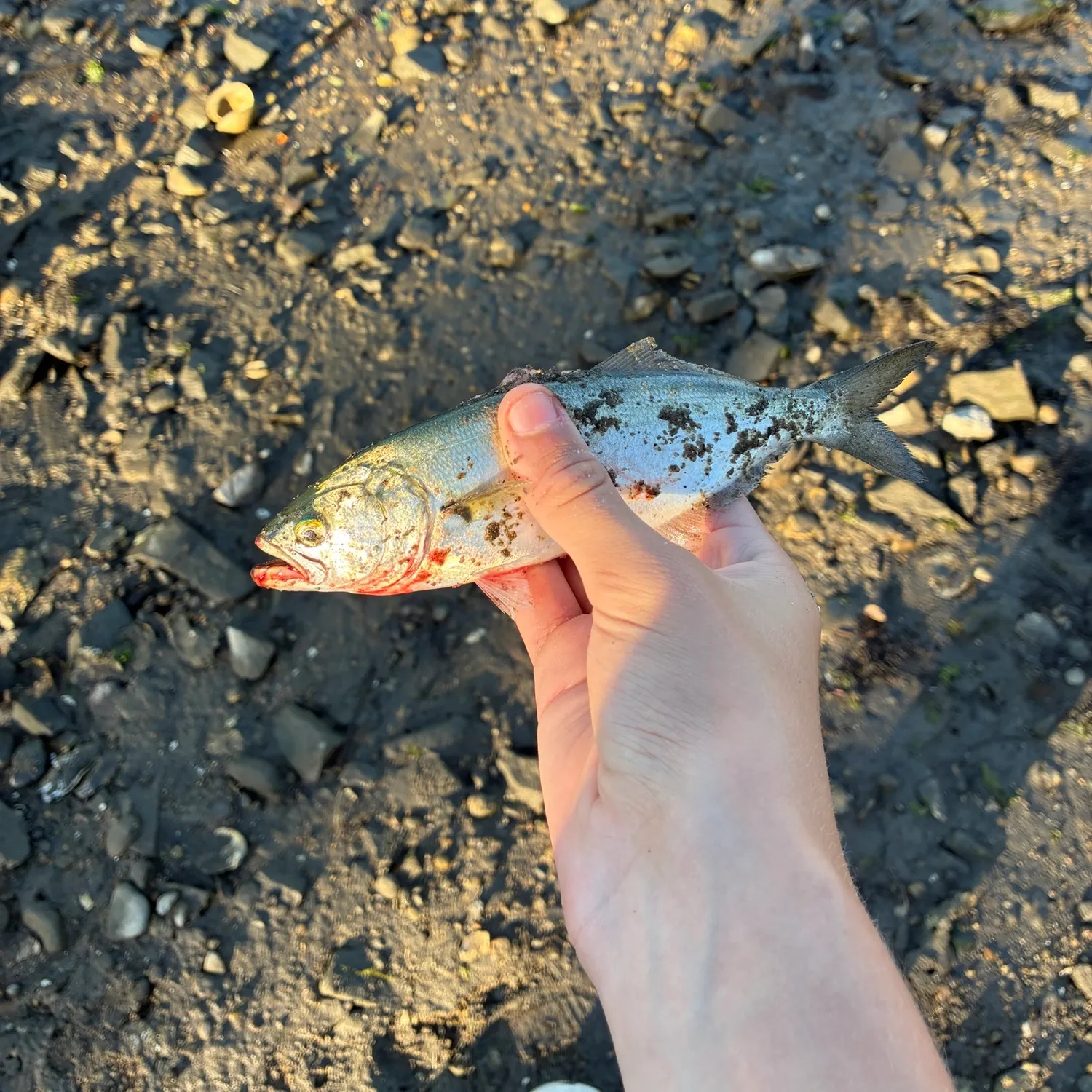 Bluefish caught on Fishbrain