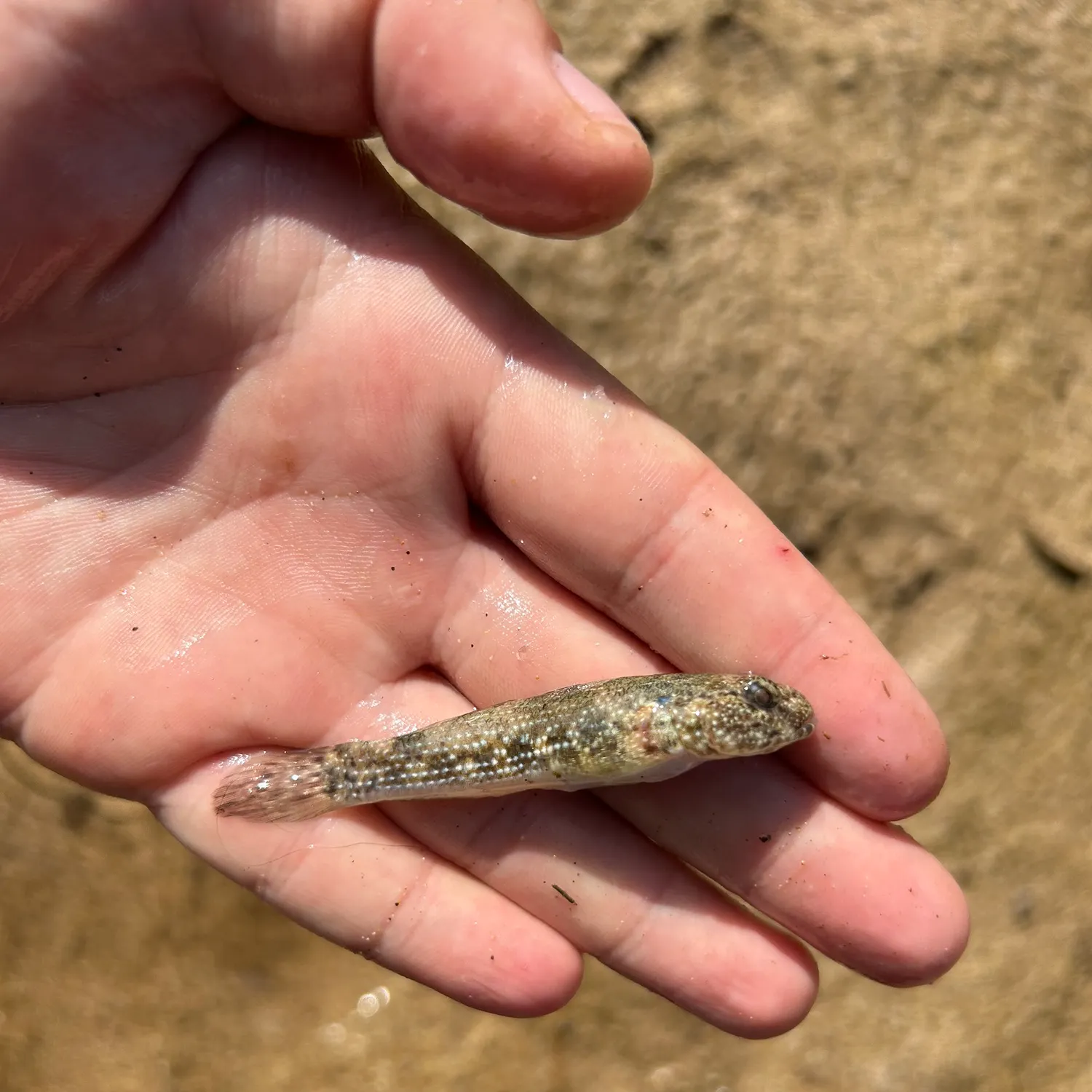 The most recent Whitespotted frillgoby catches on Fishbrain