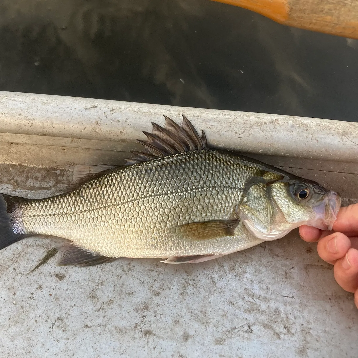 White perch caught on Fishbrain