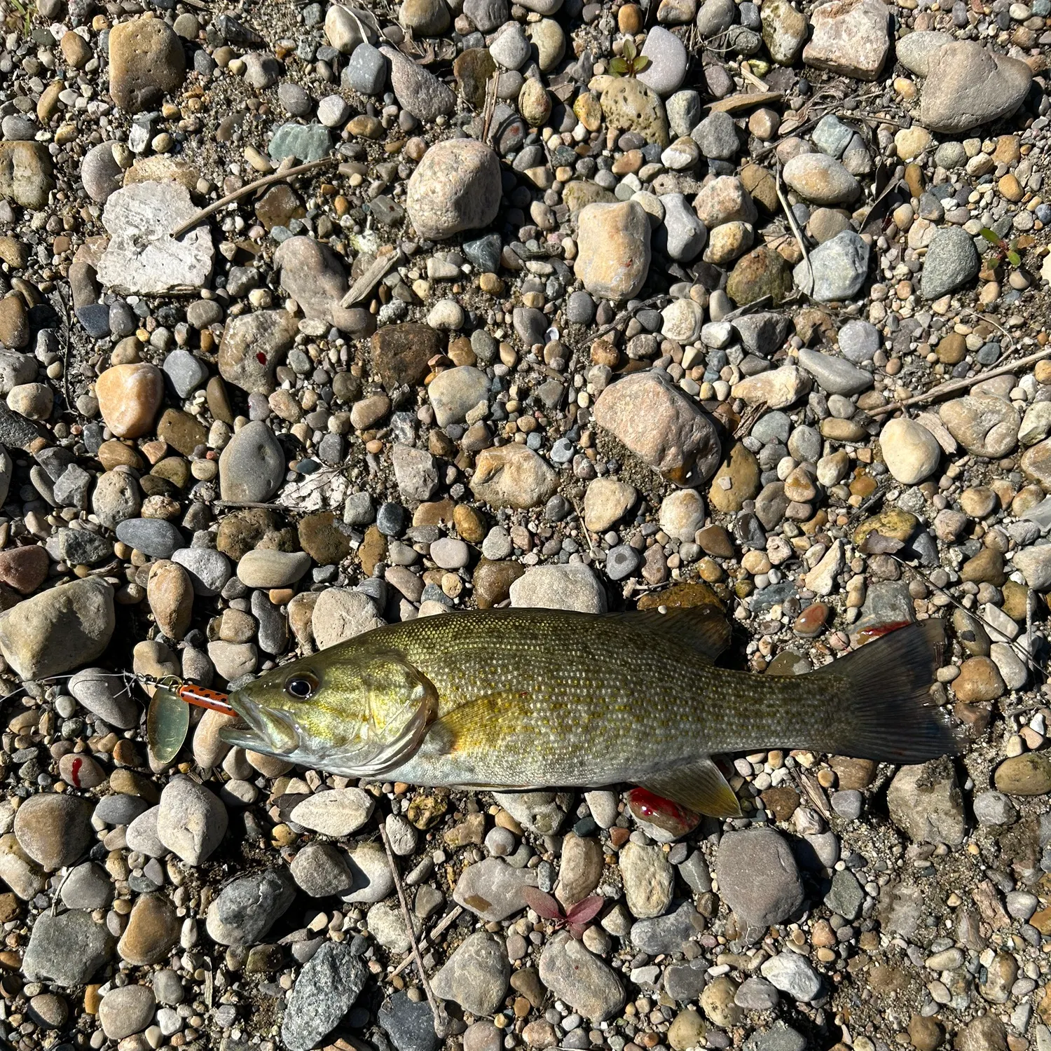 Smallmouth bass caught on Fishbrain
