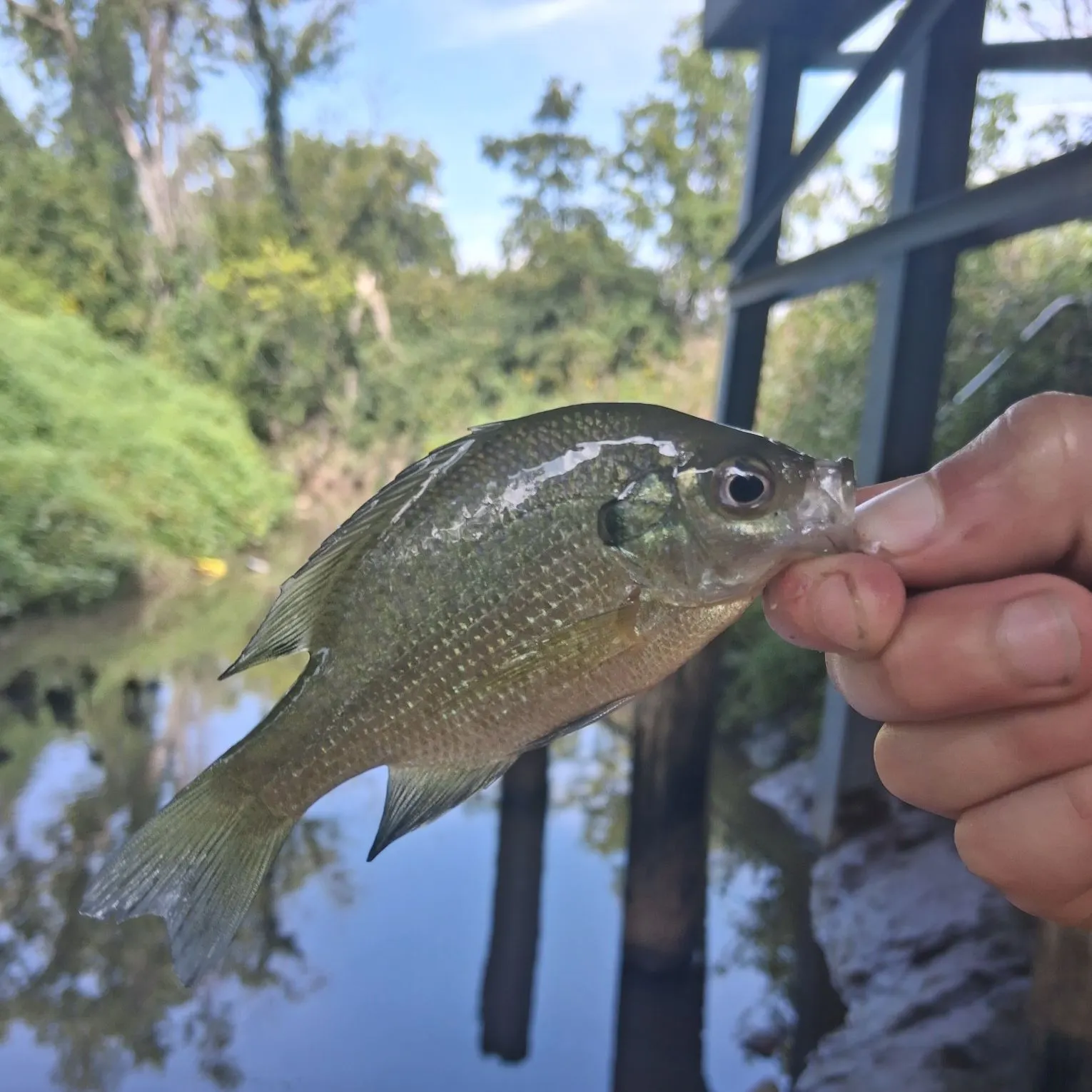 Bluegill caught on Fishbrain