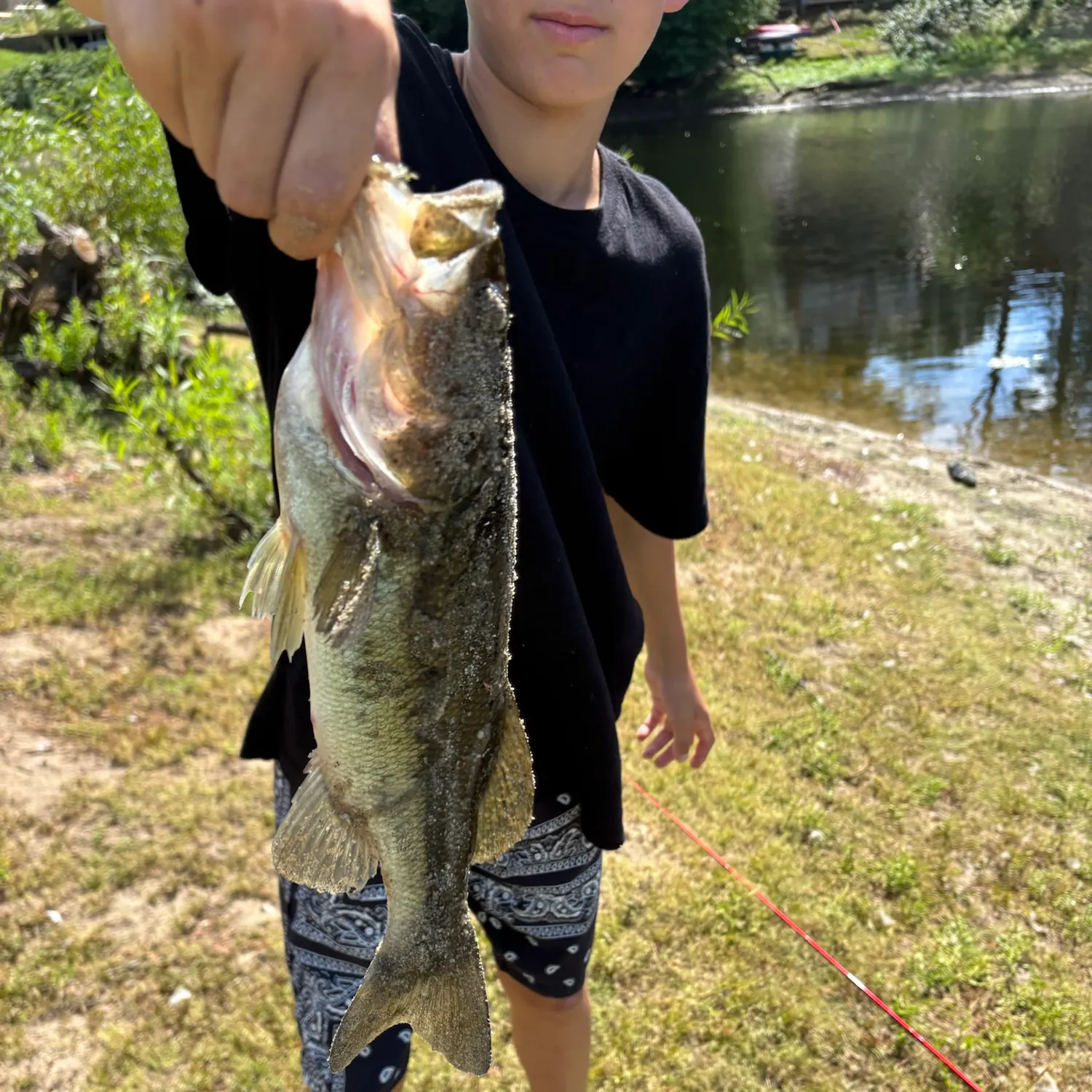 Largemouth bass caught on Fishbrain