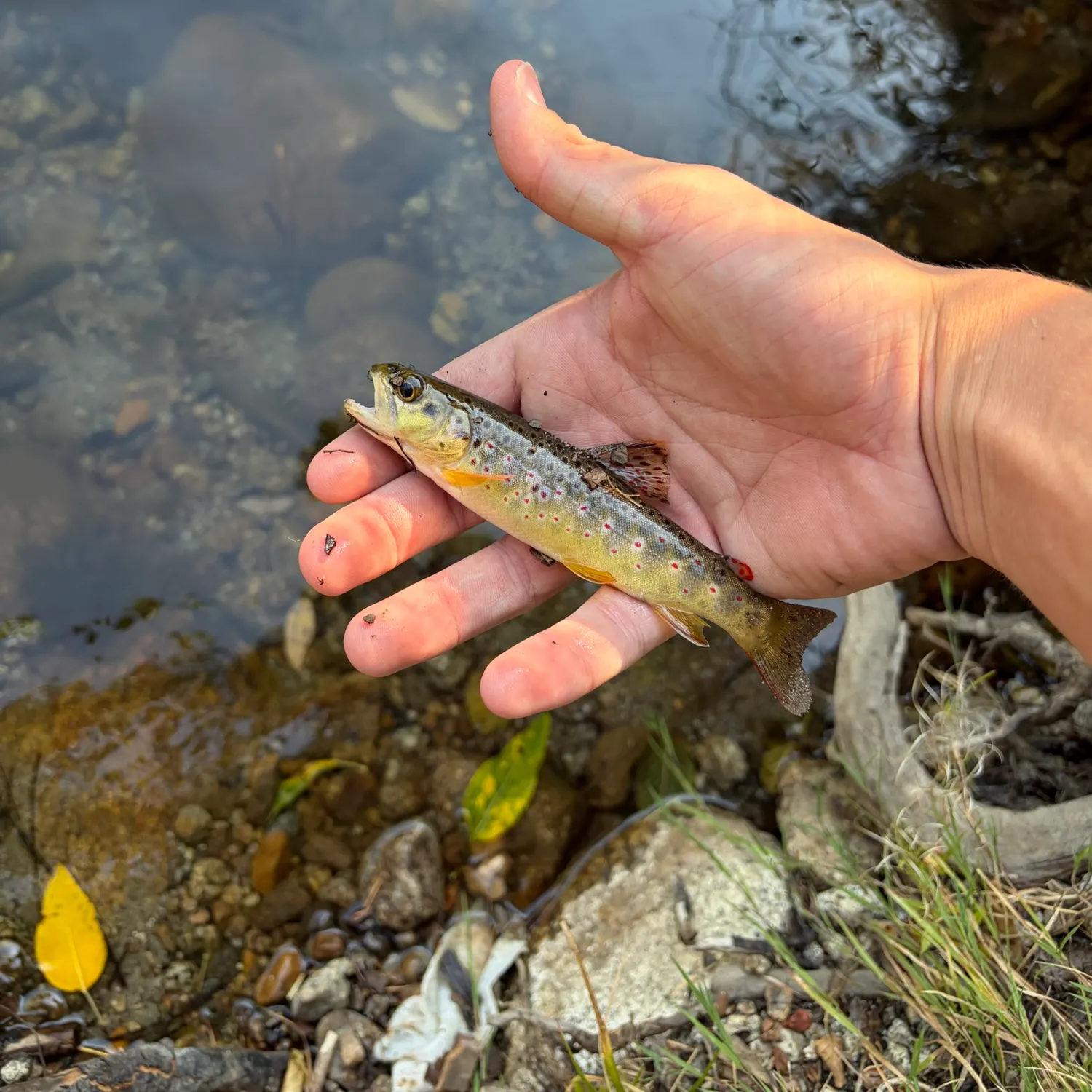 Brown trout caught on Fishbrain