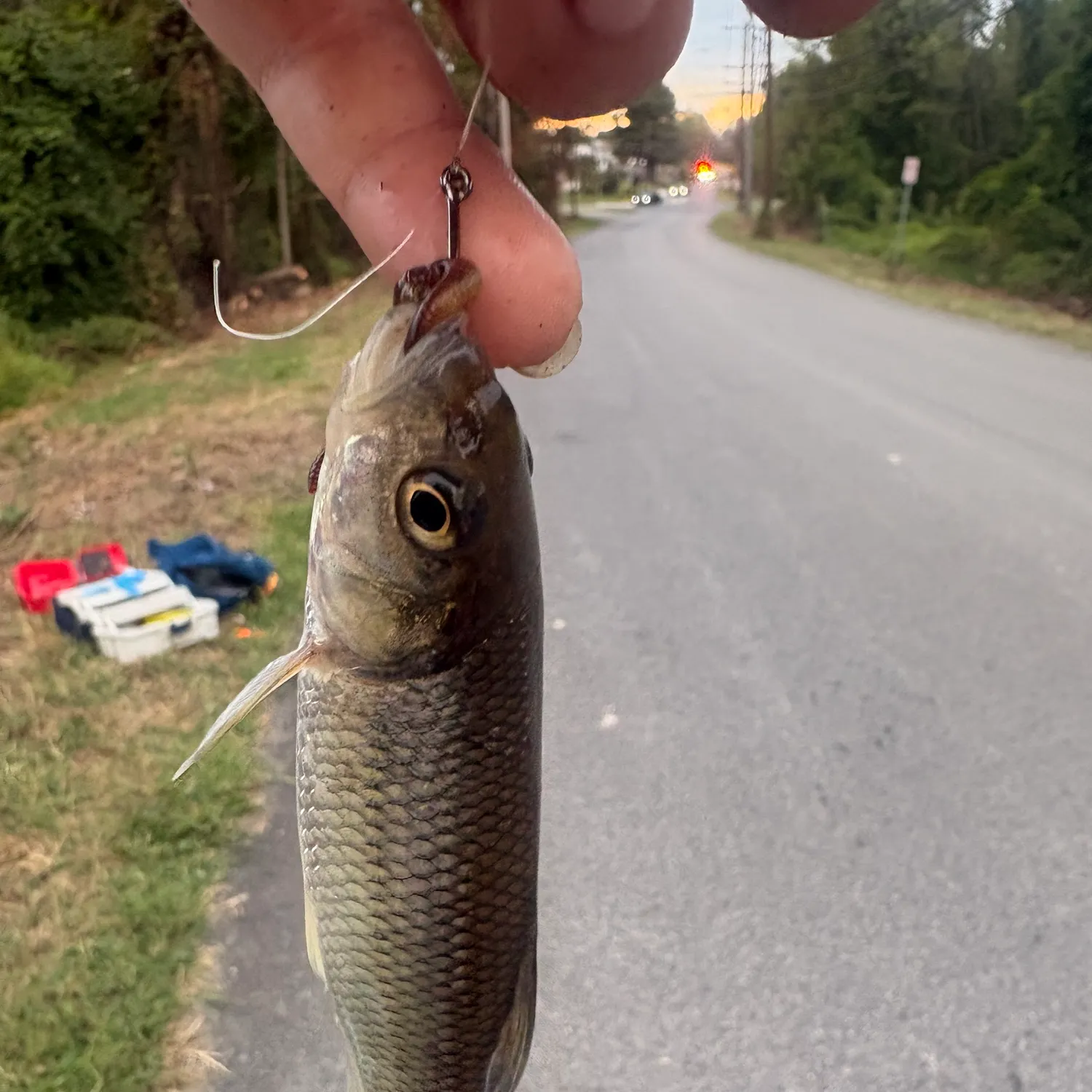 Fallfish caught on Fishbrain
