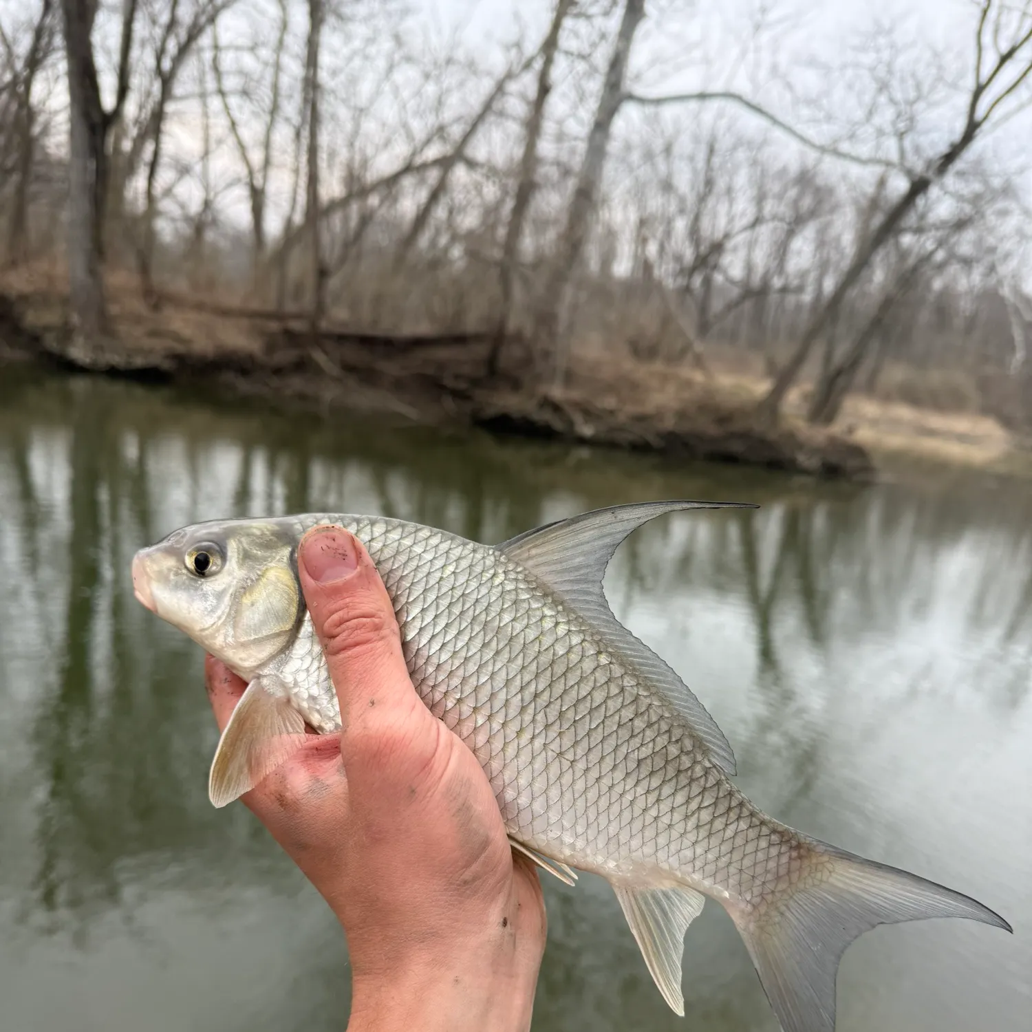 The most recent River carpsucker catches on Fishbrain