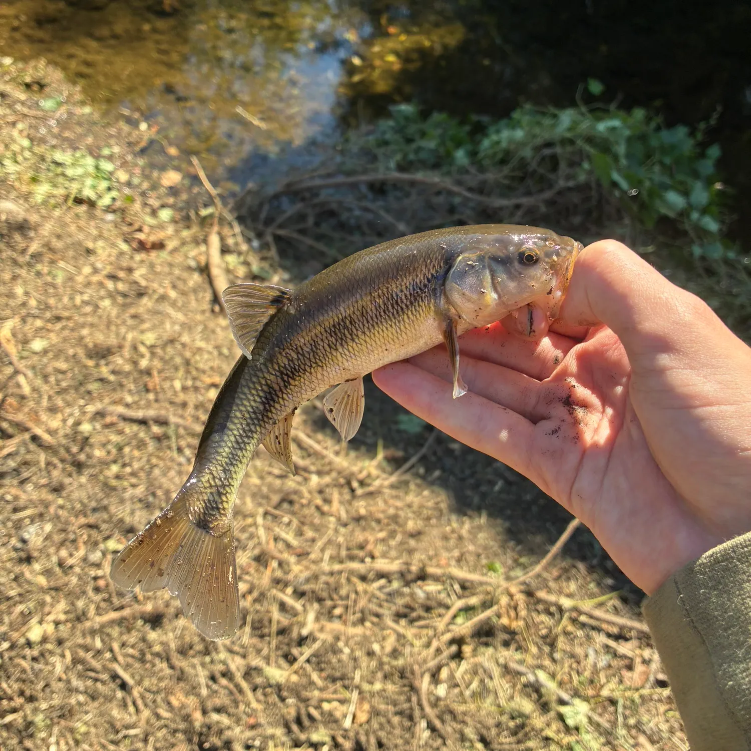Creek chub caught on Fishbrain