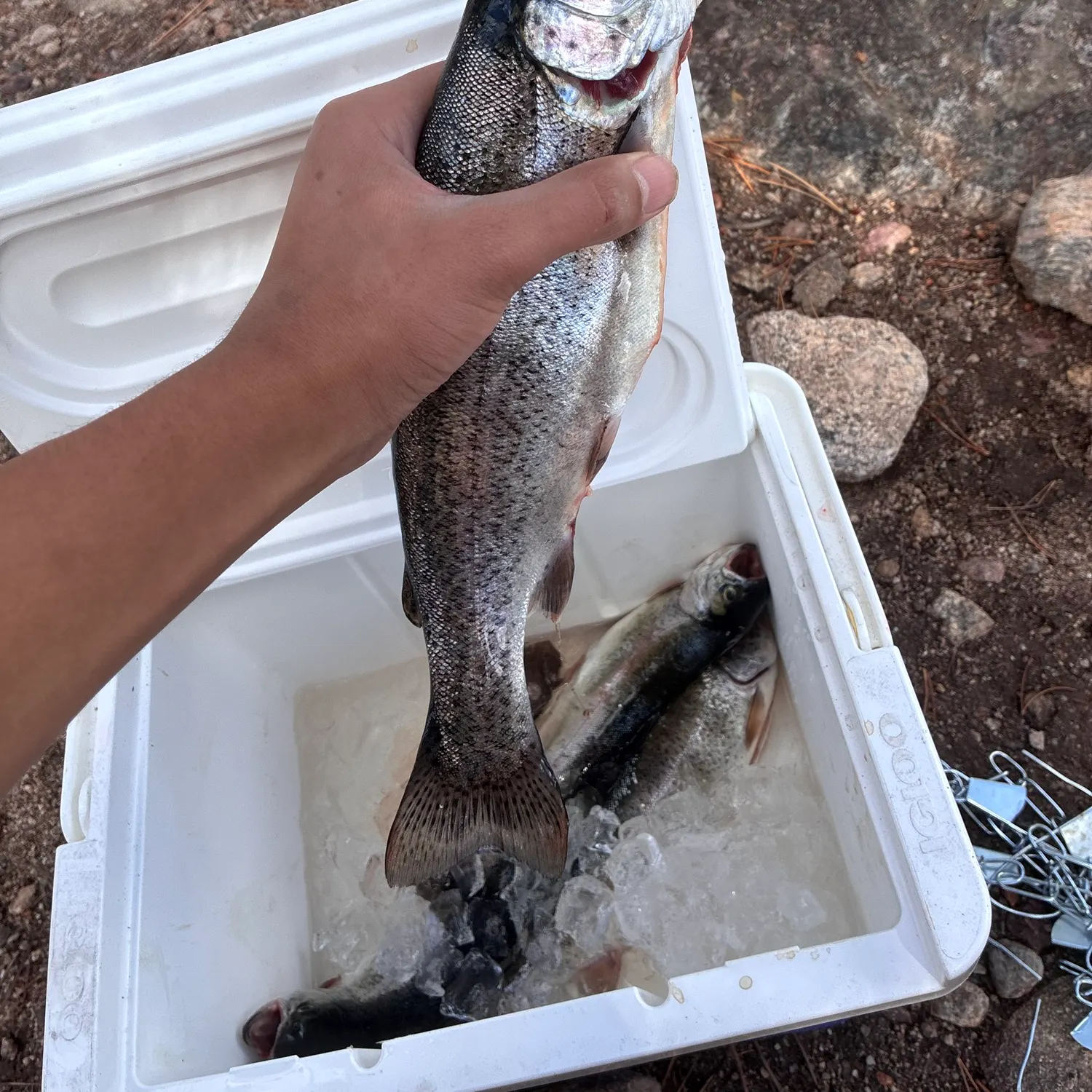 recently logged catches