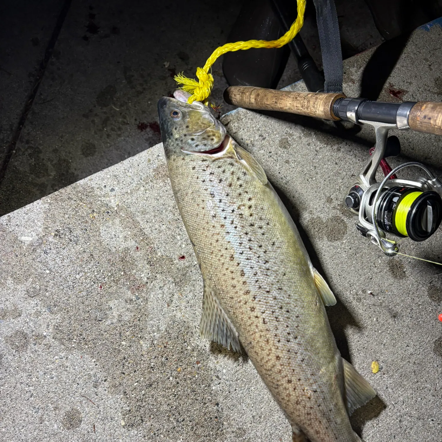 Fish caught on Fishbrain
