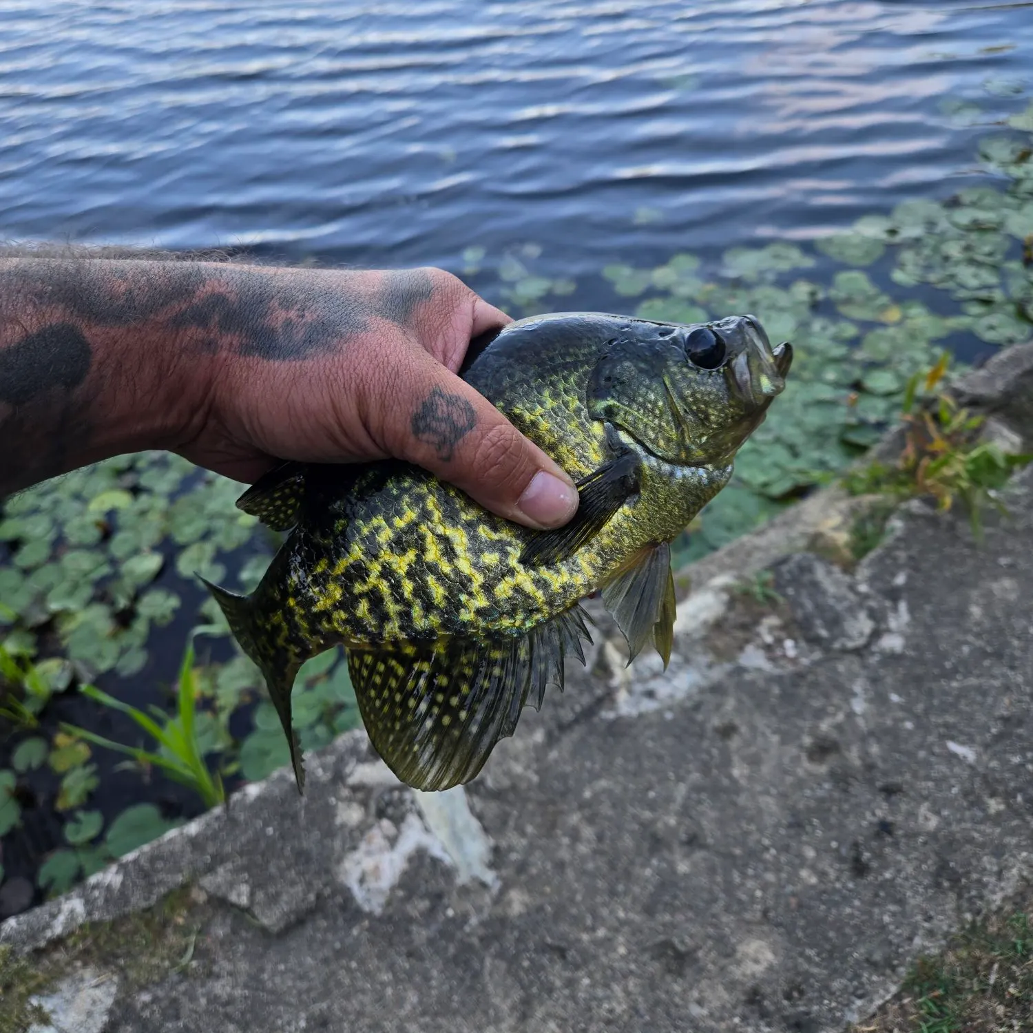 recently logged catches
