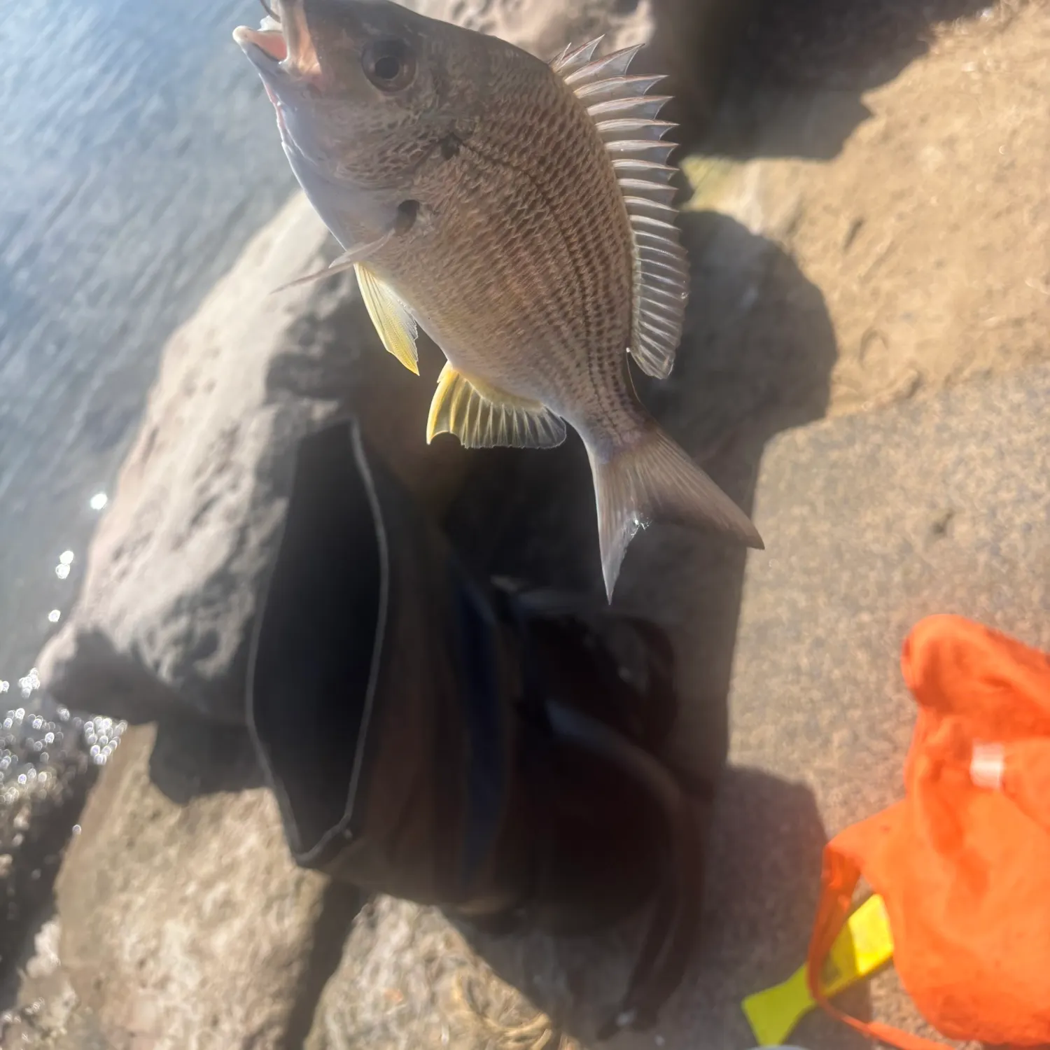 Fish caught on Fishbrain