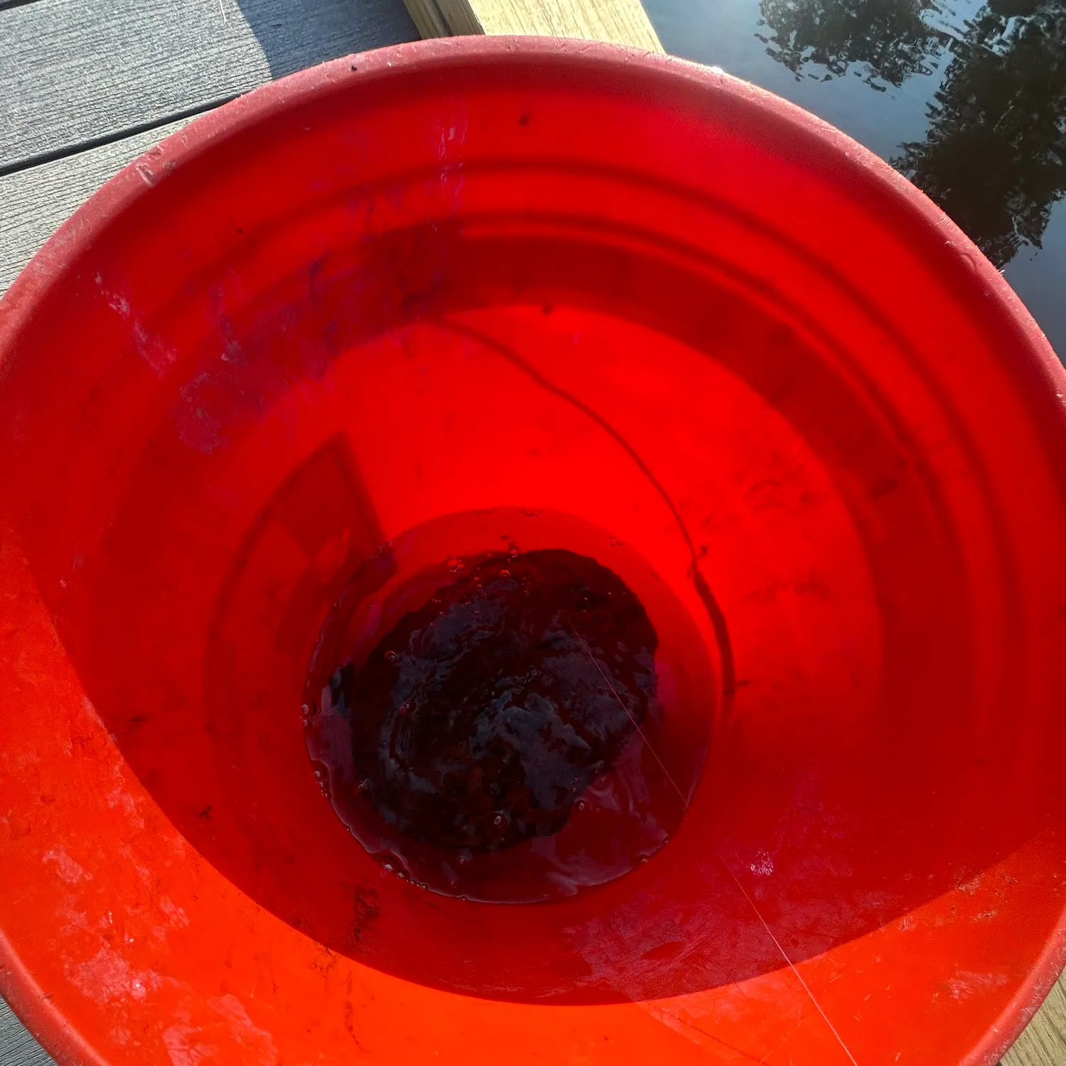 The most recent Alligator snapping turtle catches on Fishbrain