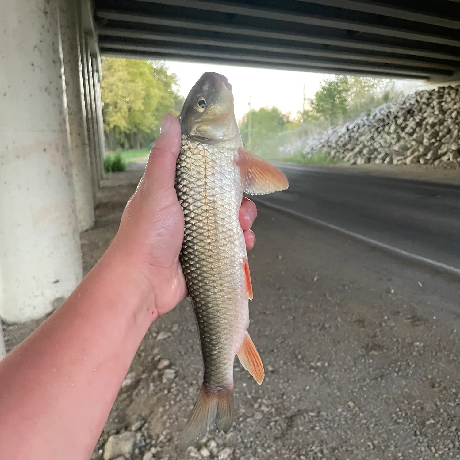 Golden redhorse caught on Fishbrain