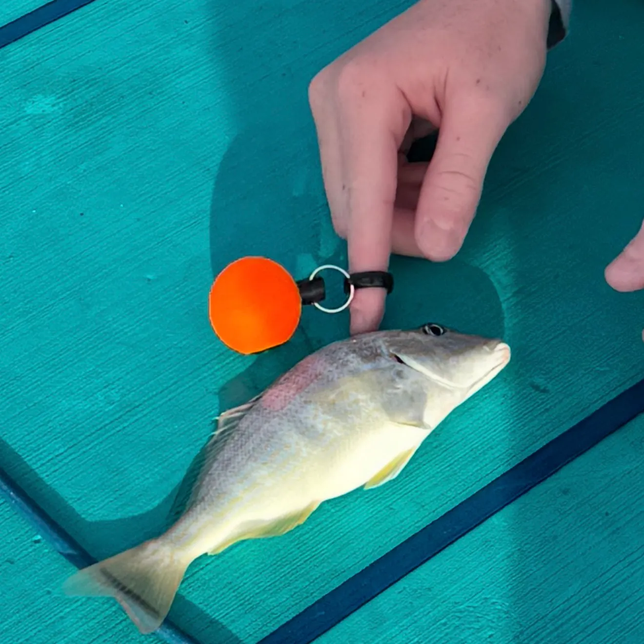 The most recent Pigfish catches on Fishbrain