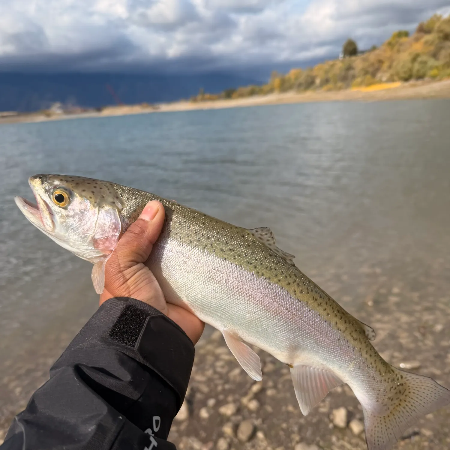 Steelhead caught on Fishbrain