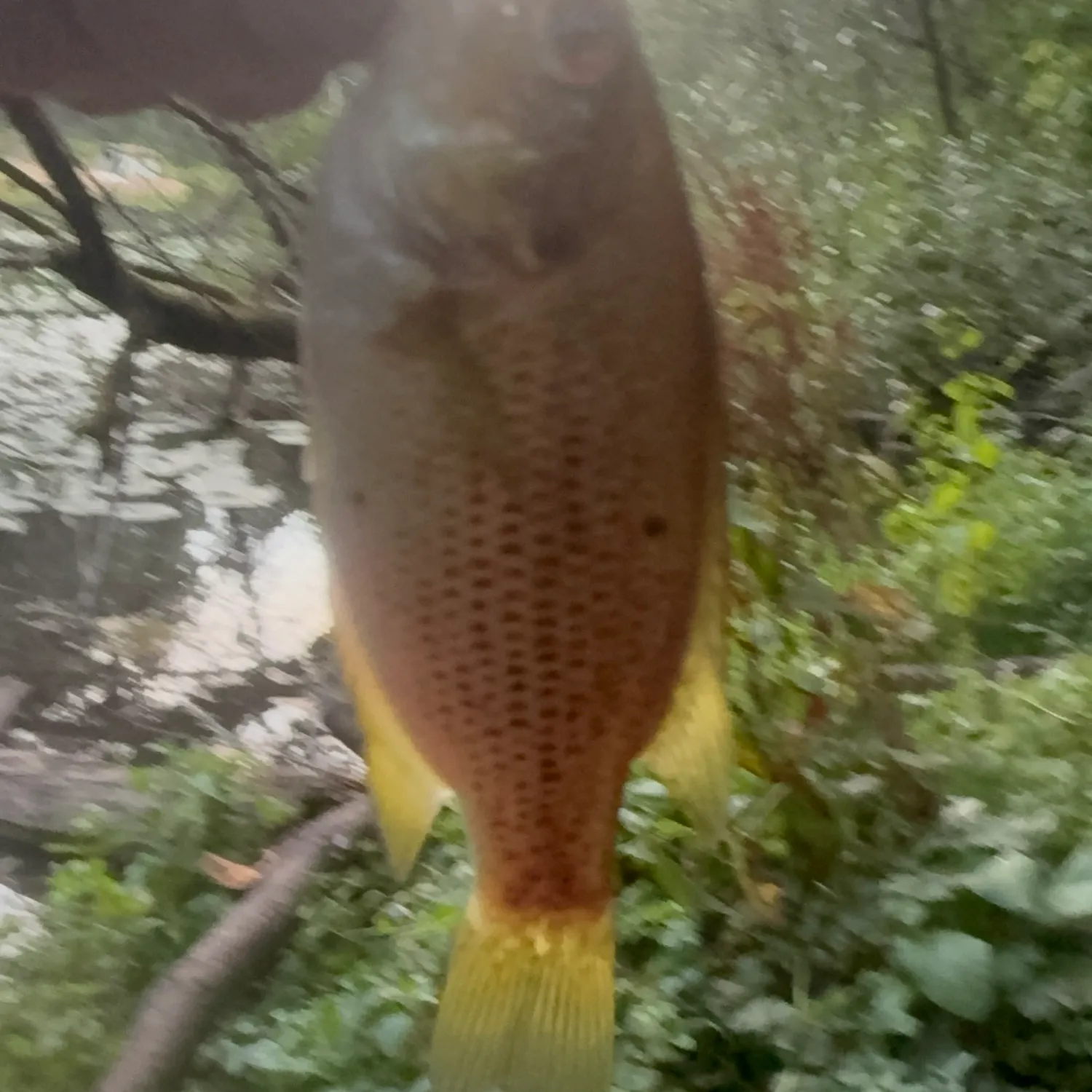 Rock bass caught on Fishbrain
