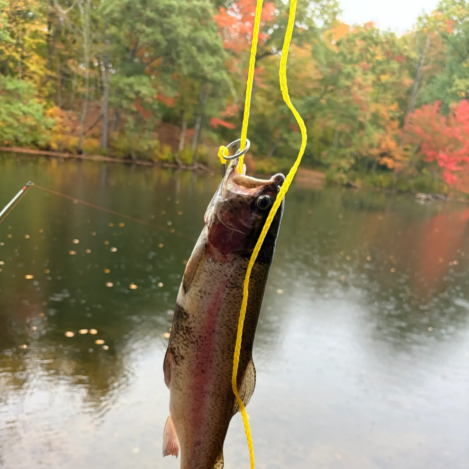 Rainbow trout caught on Fishbrain
