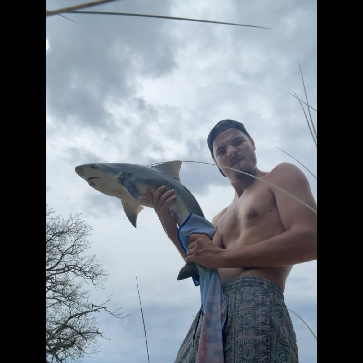The most recent Blacktip shark catches on Fishbrain