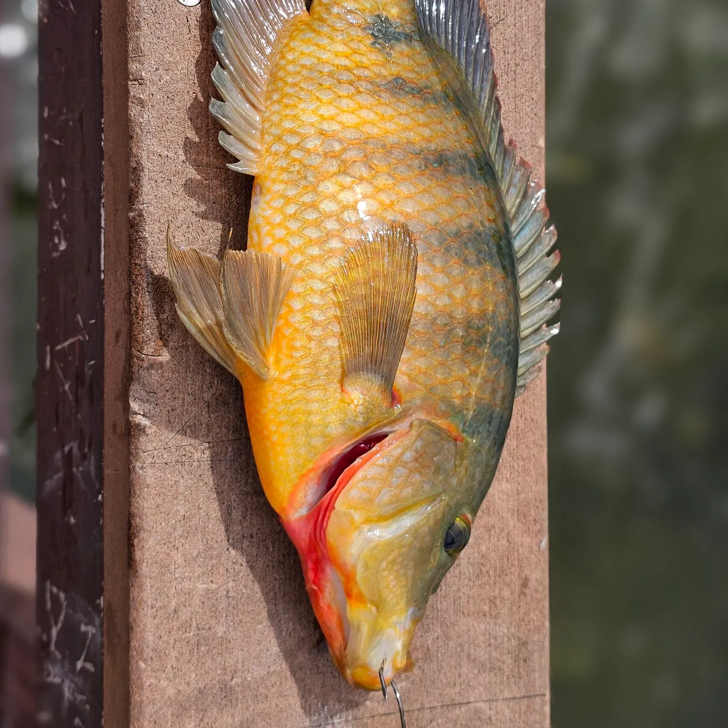The most recent Mayan cichlid catches on Fishbrain