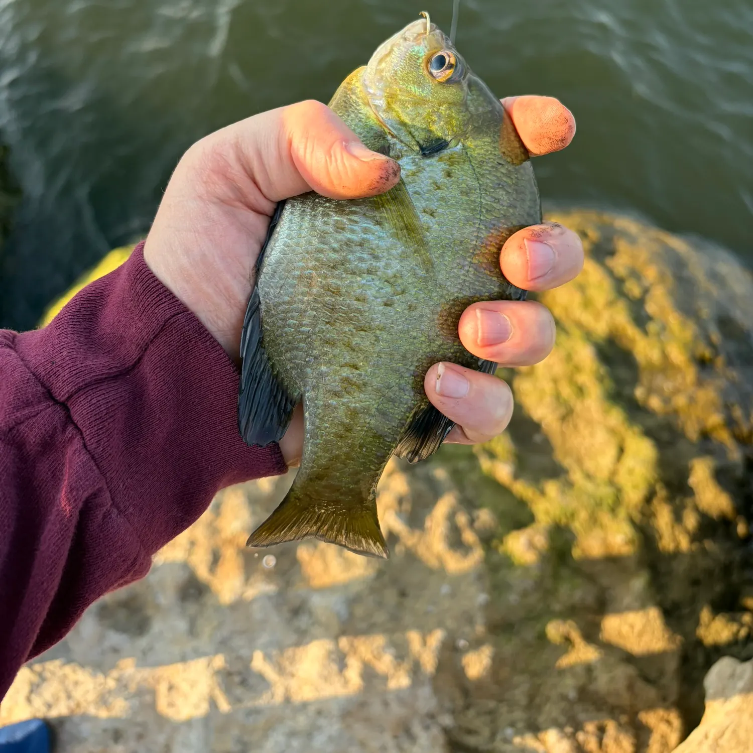Bluegill caught on Fishbrain