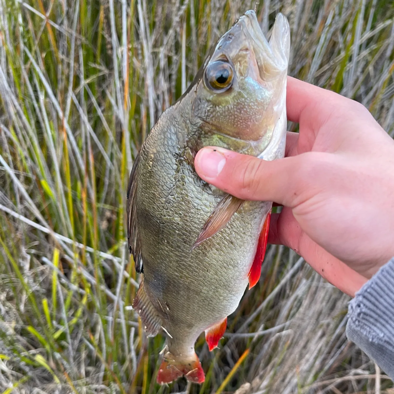 European perch caught on Fishbrain