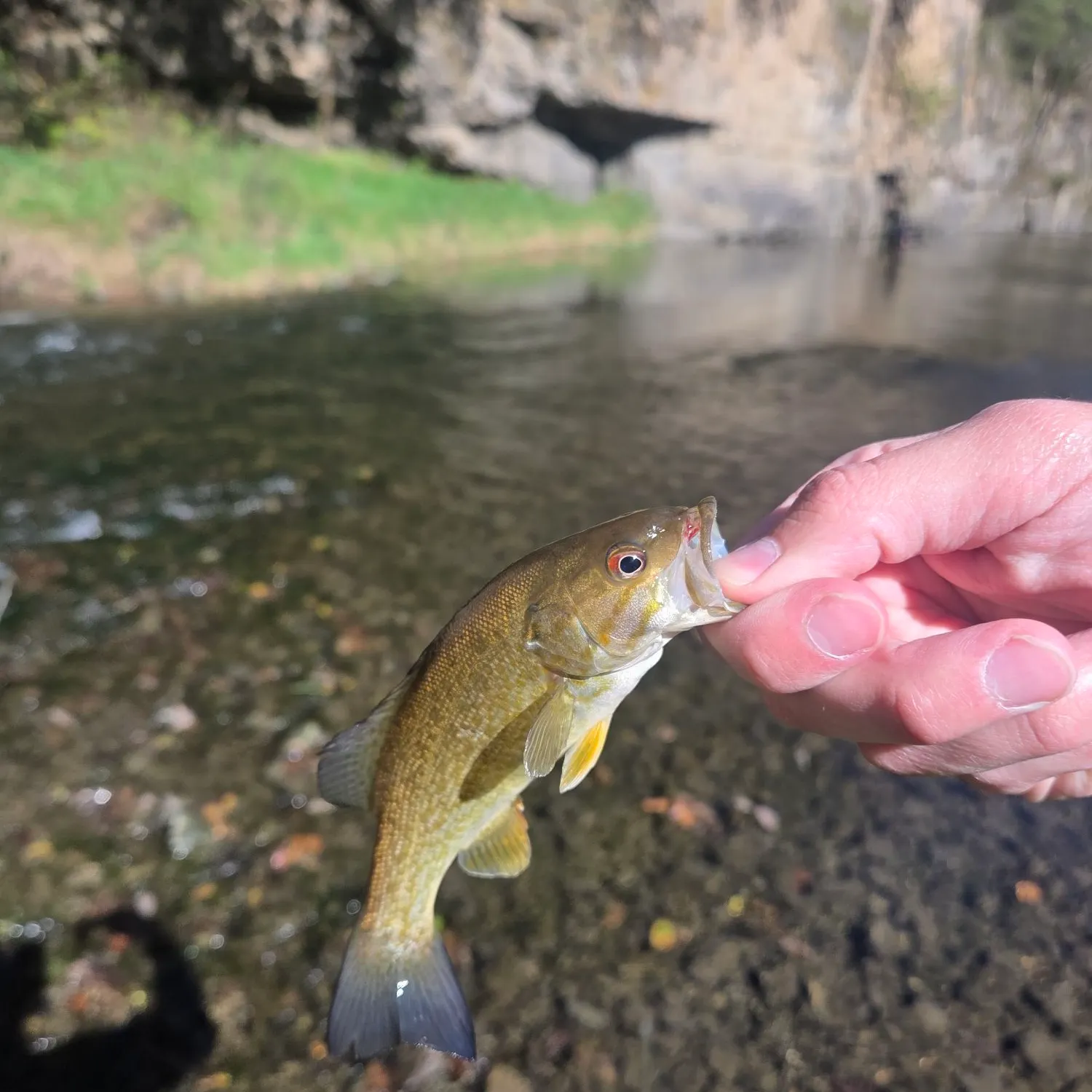 Smallmouth bass caught on Fishbrain