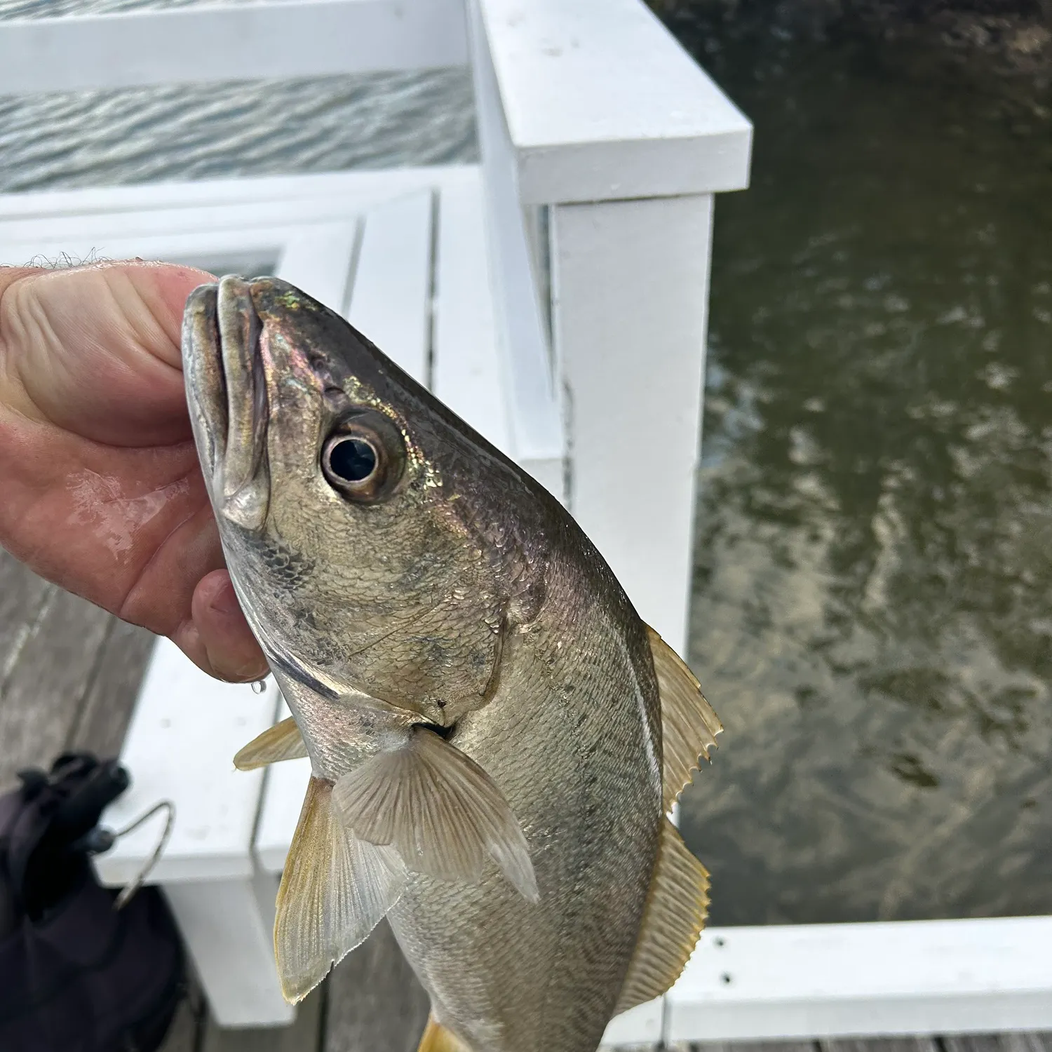 The most recent Japanese meagre catches on Fishbrain