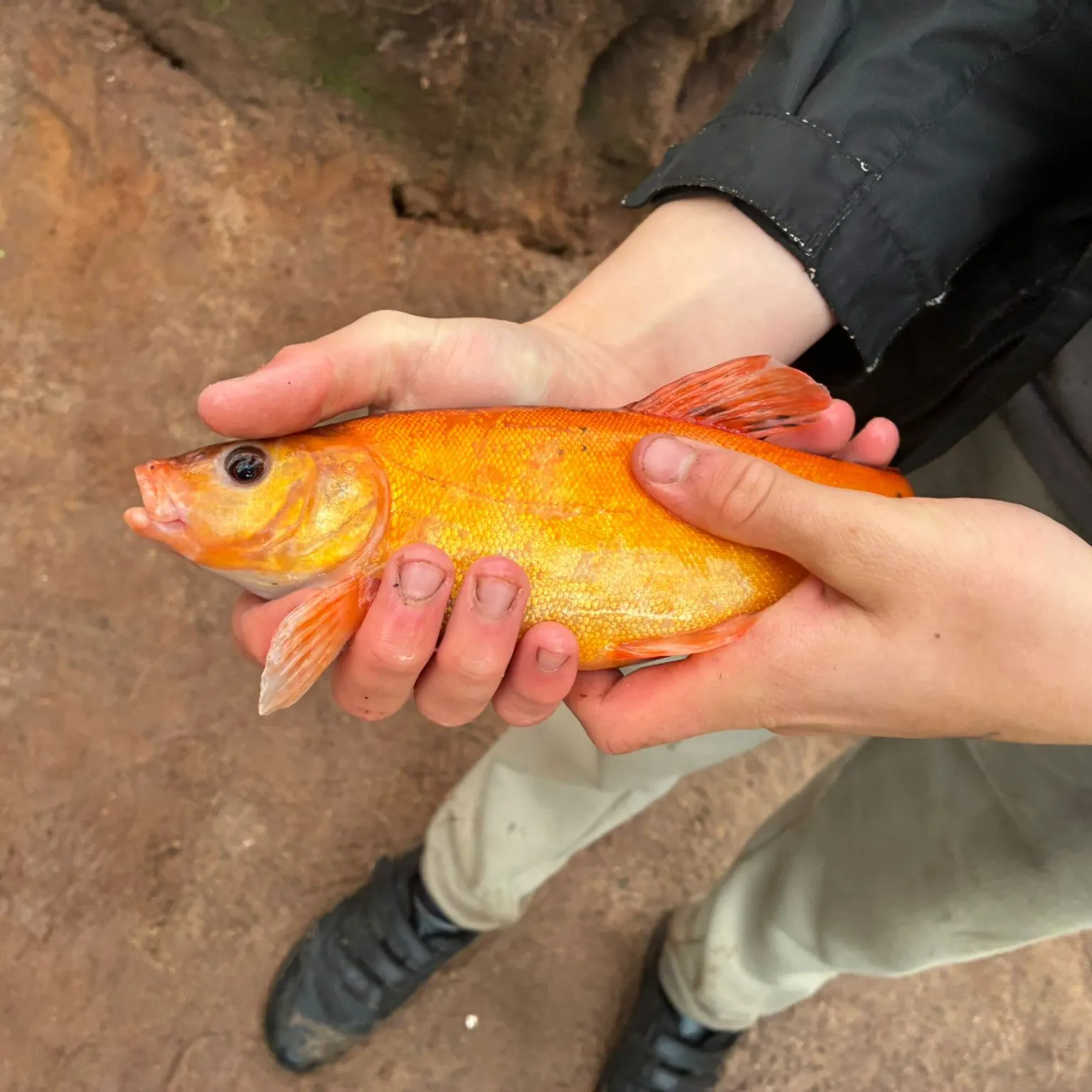 The most recent Golden tench catches on Fishbrain