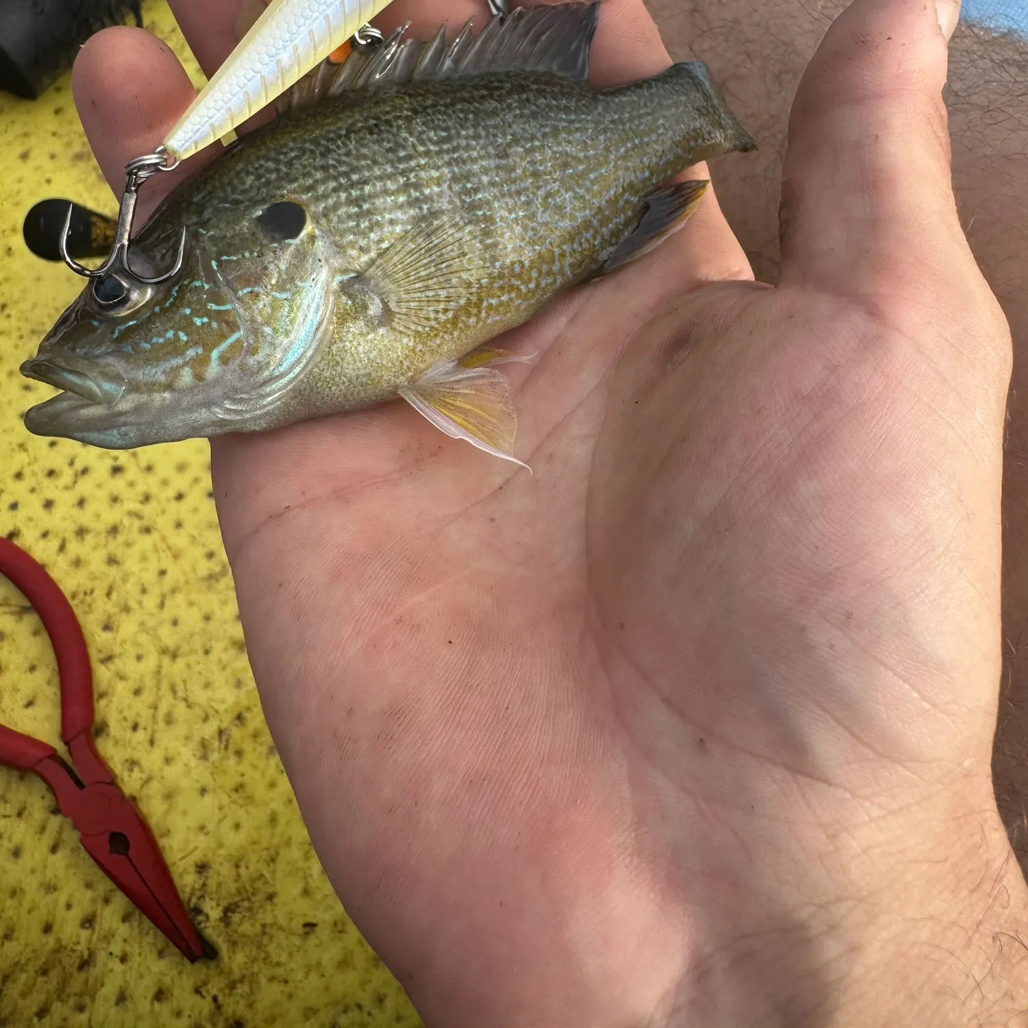 The most recent Green sunfish catches on Fishbrain