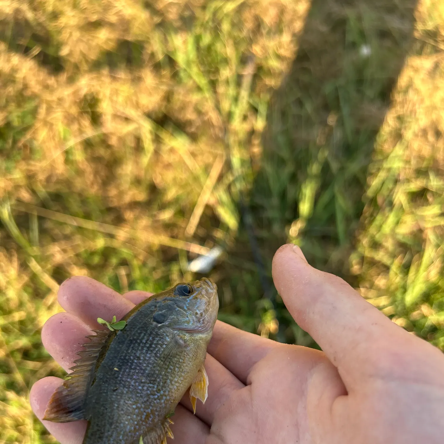 Green sunfish caught on Fishbrain