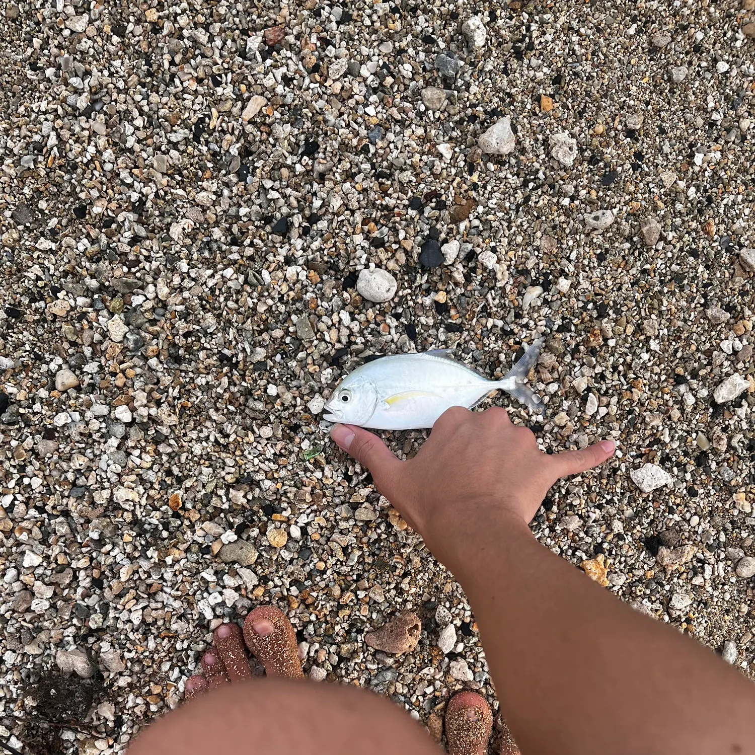 Bluefin trevally caught on Fishbrain