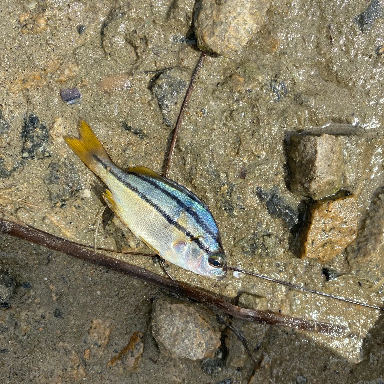 Sargo caught on Fishbrain