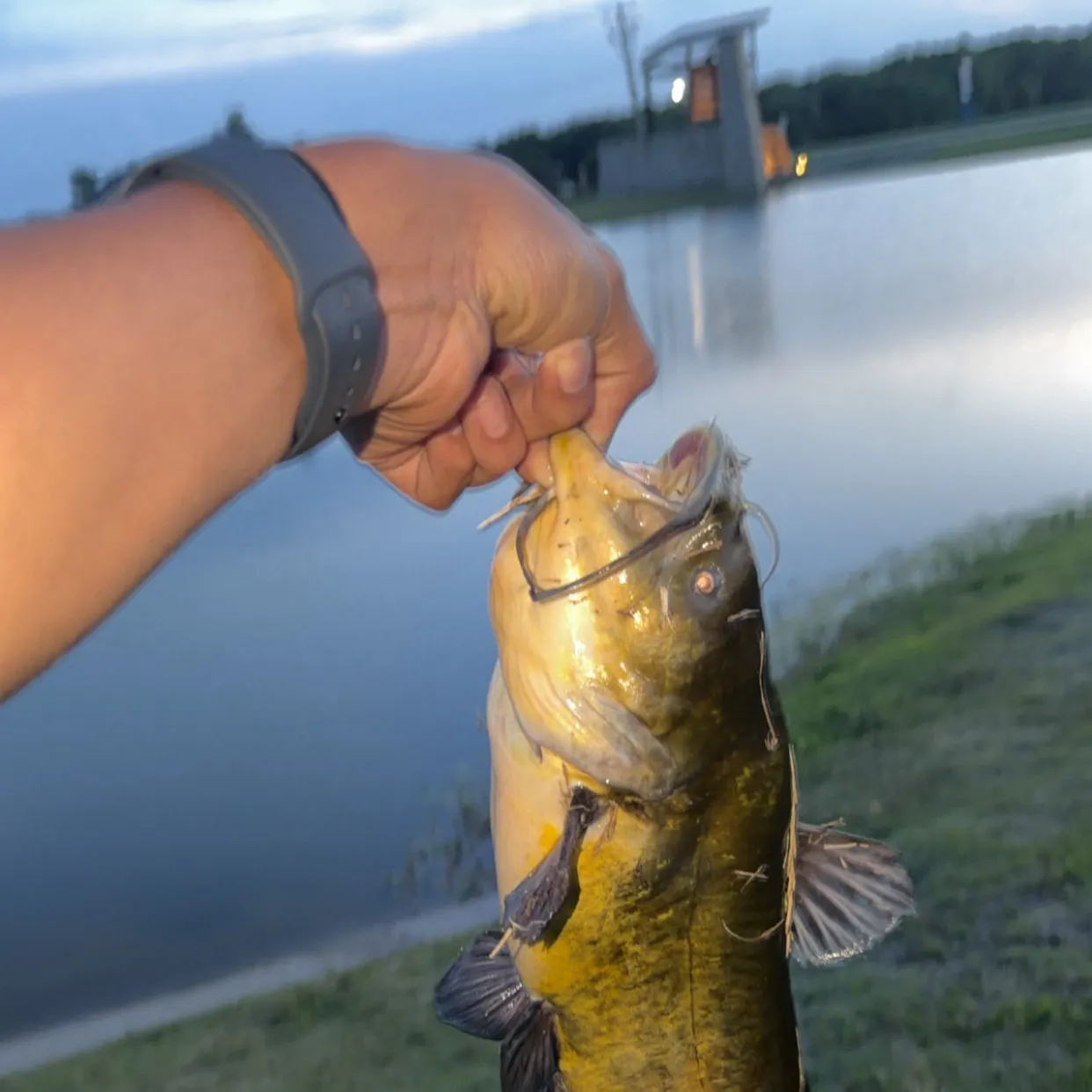 catch