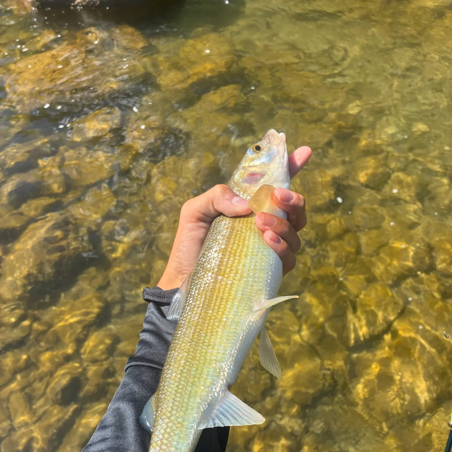 Mountain whitefish caught on Fishbrain