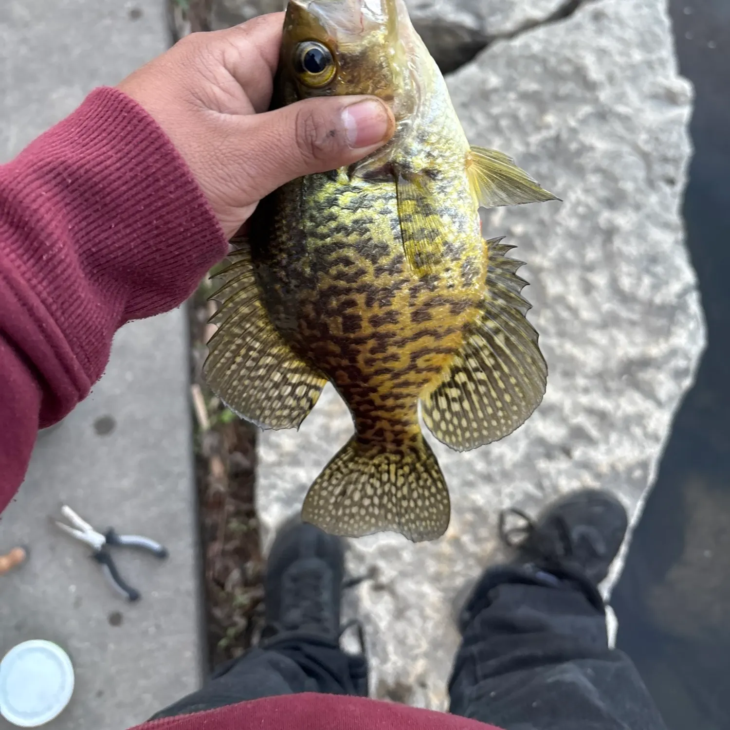 recently logged catches