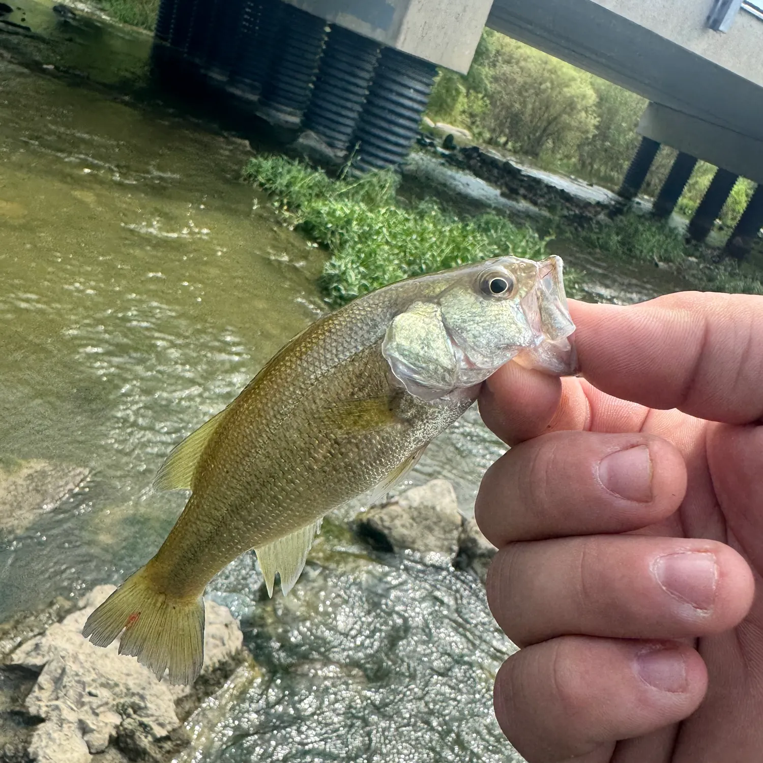 Fish caught on Fishbrain