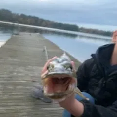 Northern pike caught on Fishbrain