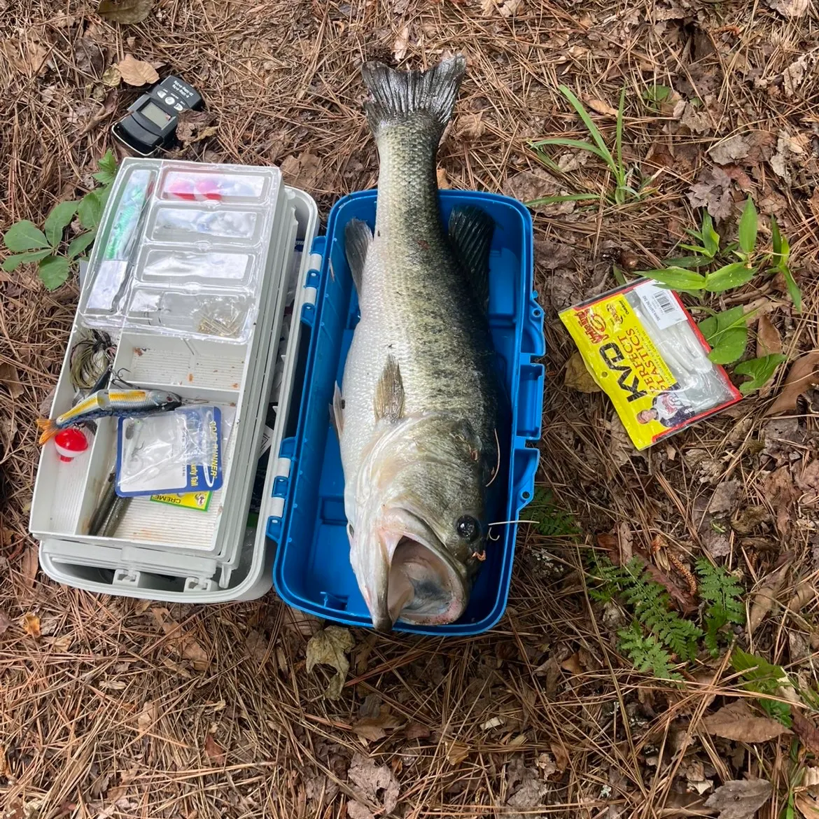 The most recent Ozark minnow catches on Fishbrain
