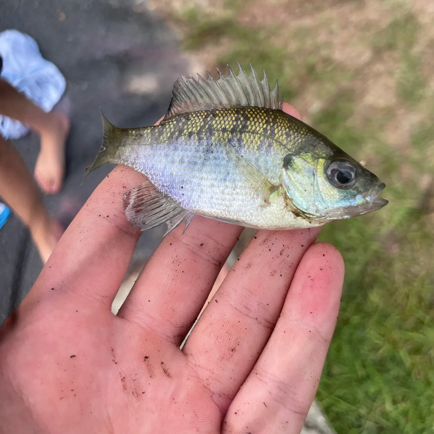 Bluegill caught on Fishbrain