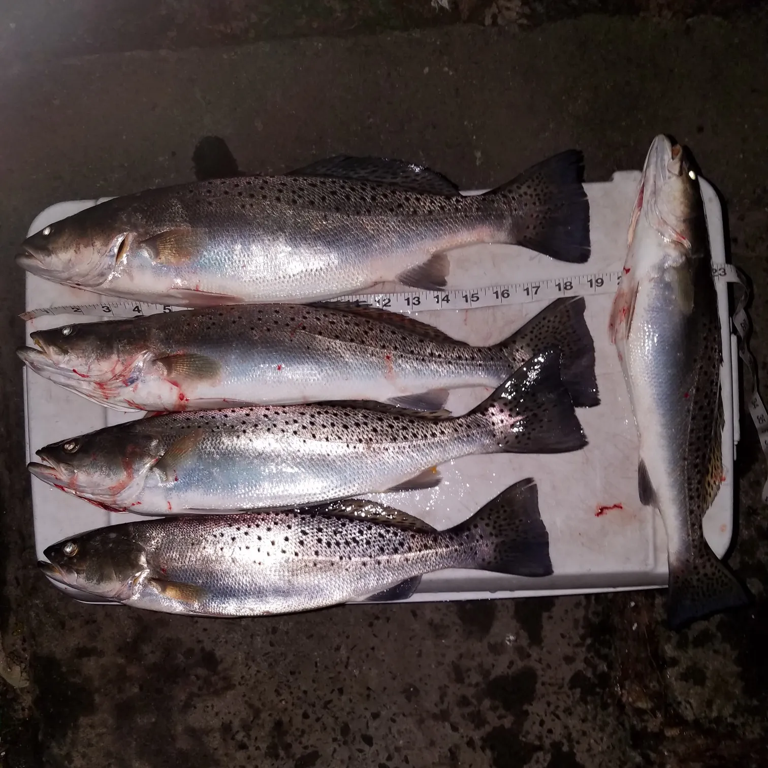 recently logged catches