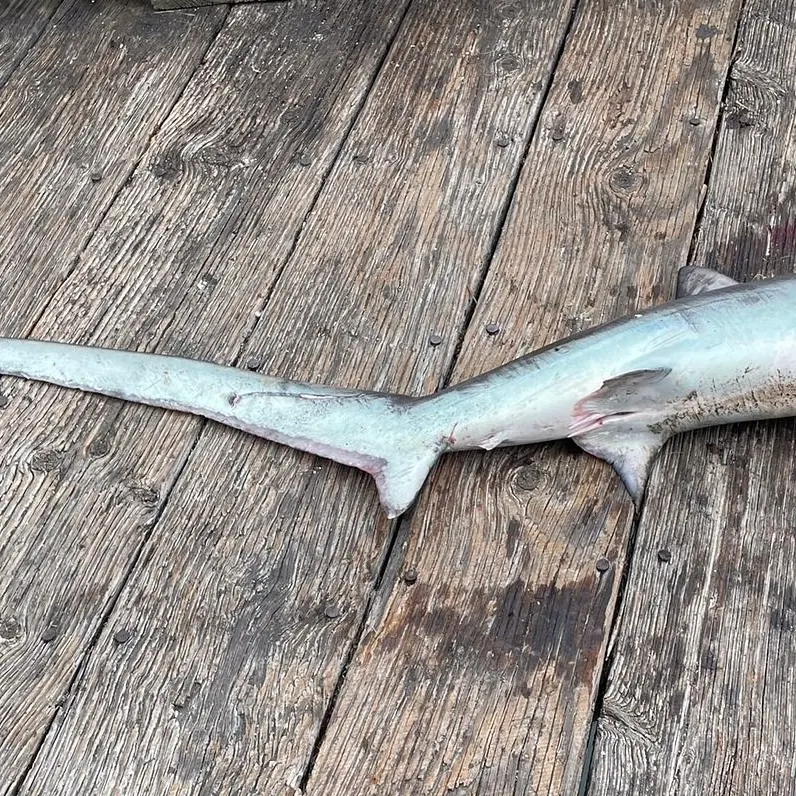 The most recent Common thresher catches on Fishbrain