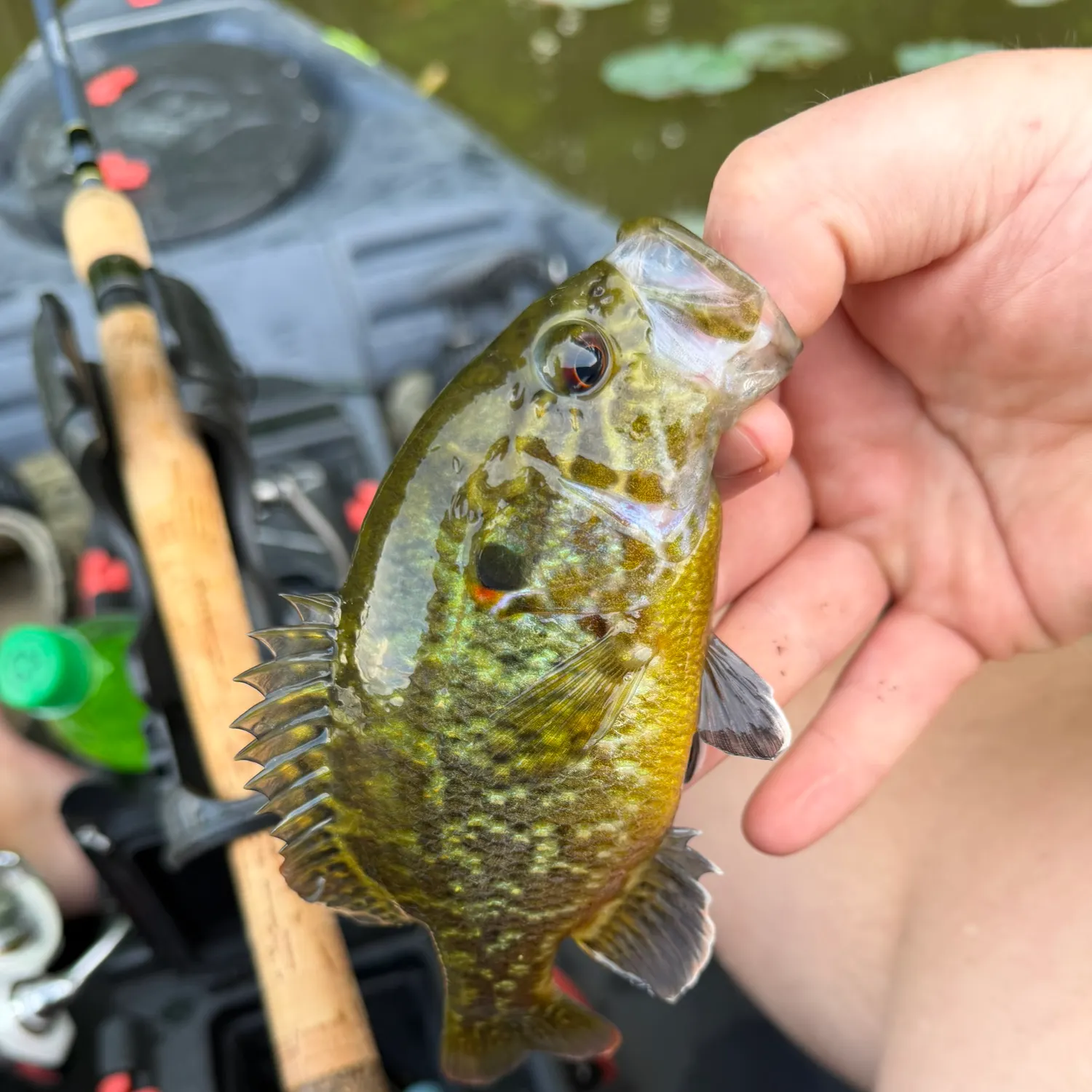The most recent Warmouth catches on Fishbrain