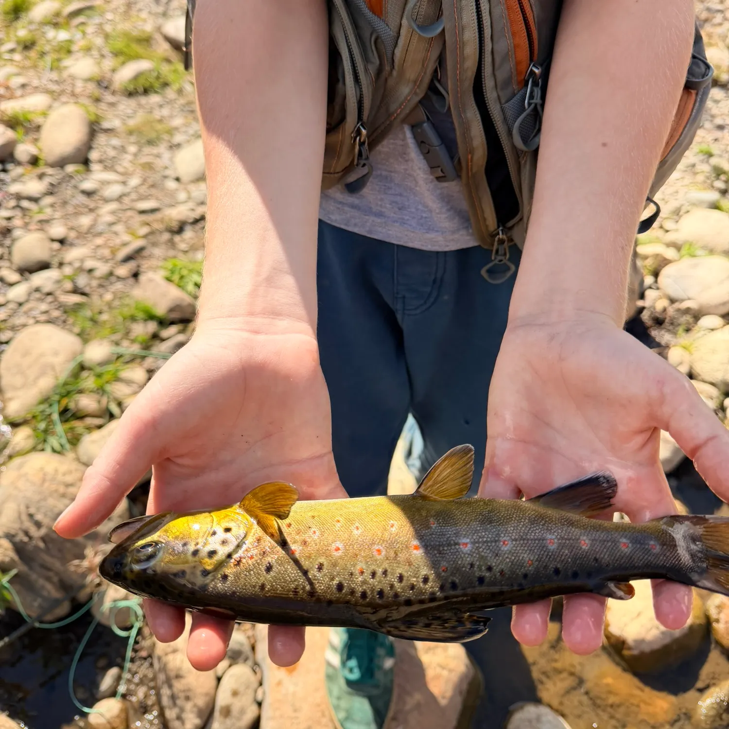 Brown trout caught on Fishbrain