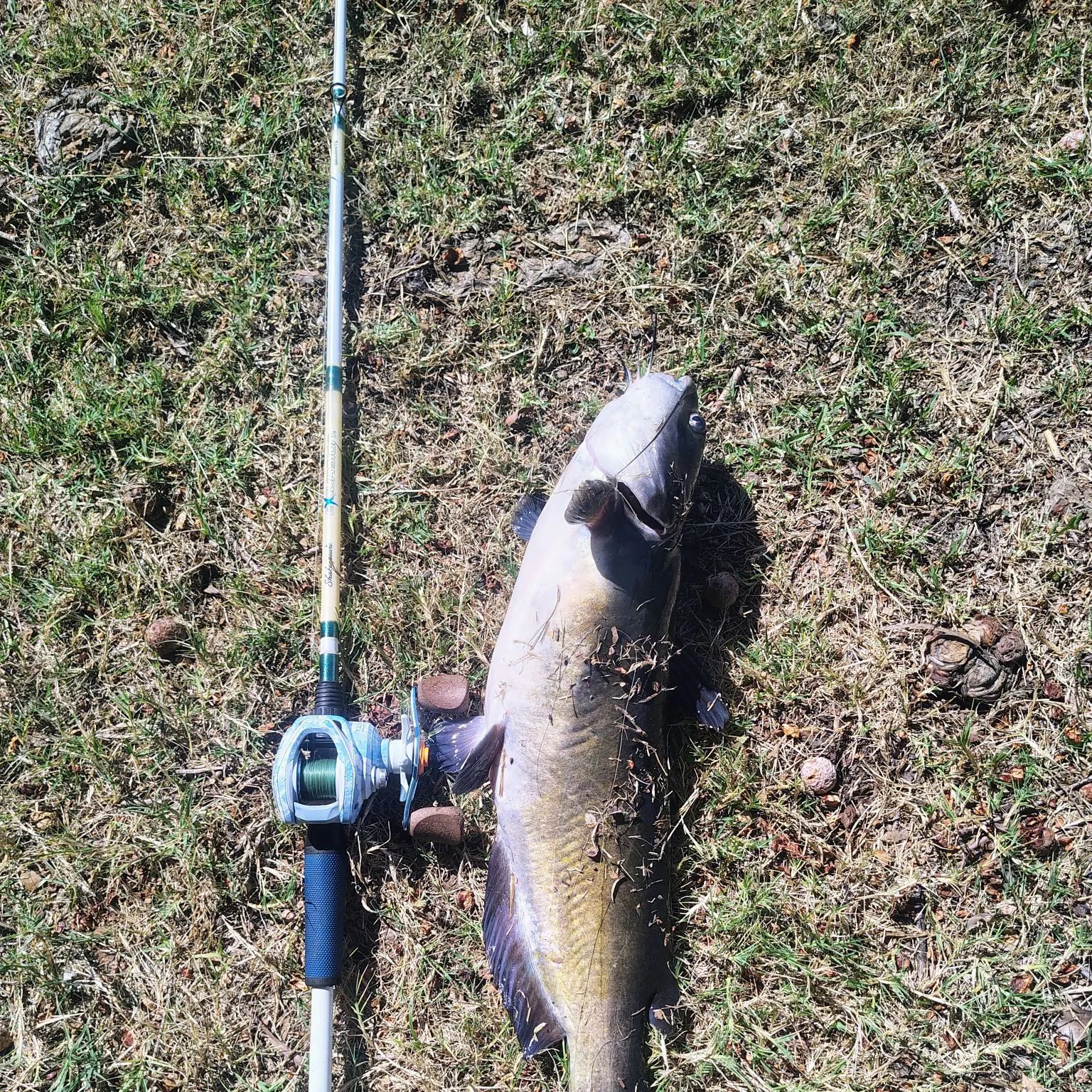 Channel catfish caught on Fishbrain