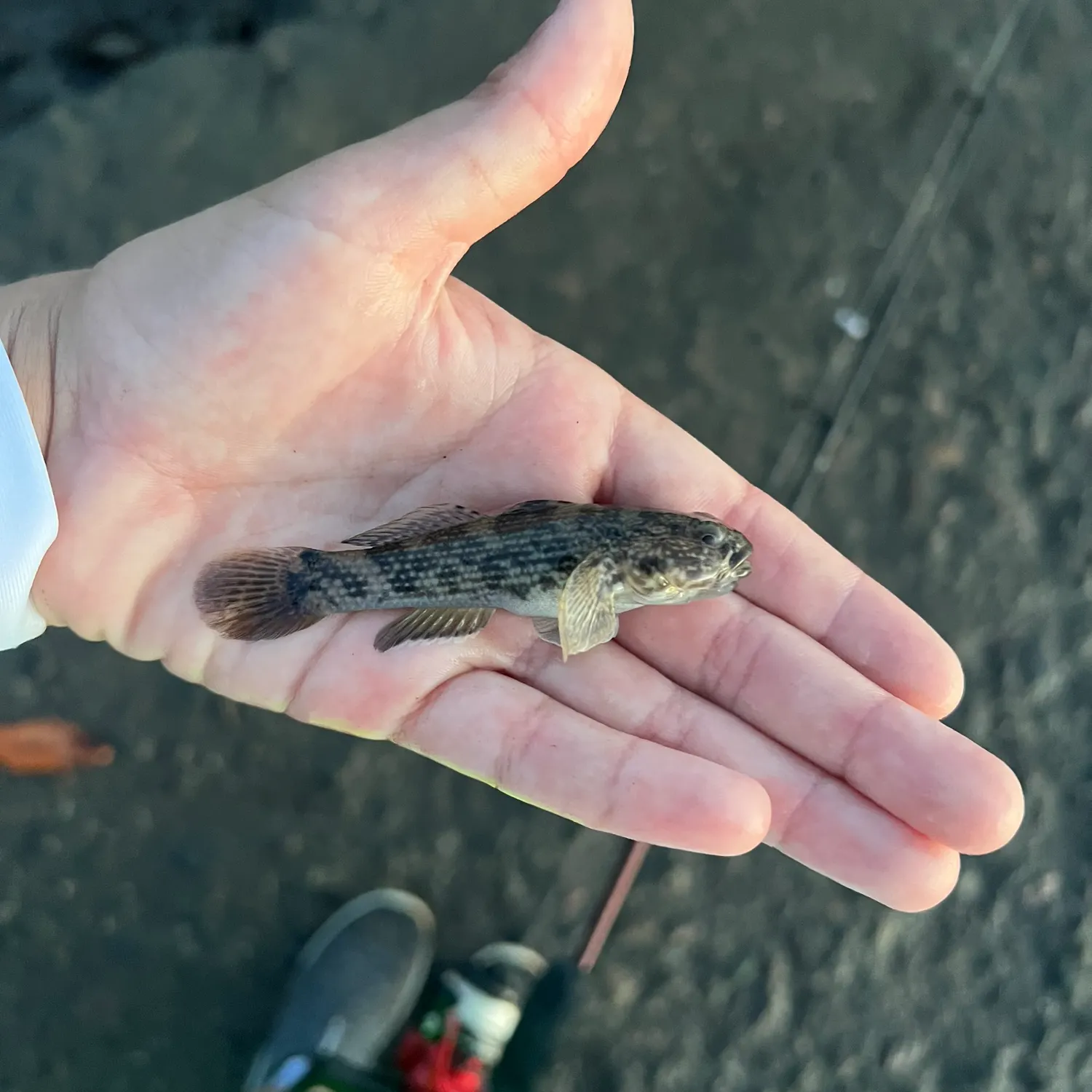 The most recent Panamic frillfin catches on Fishbrain