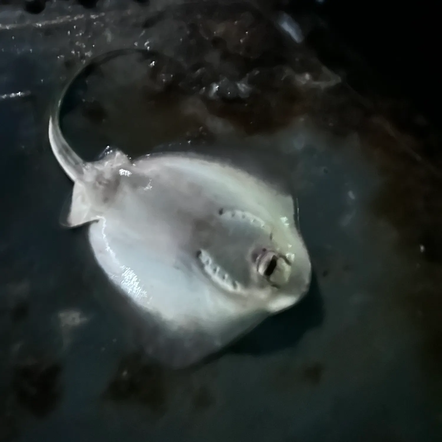 The most recent Diamond stingray catches on Fishbrain